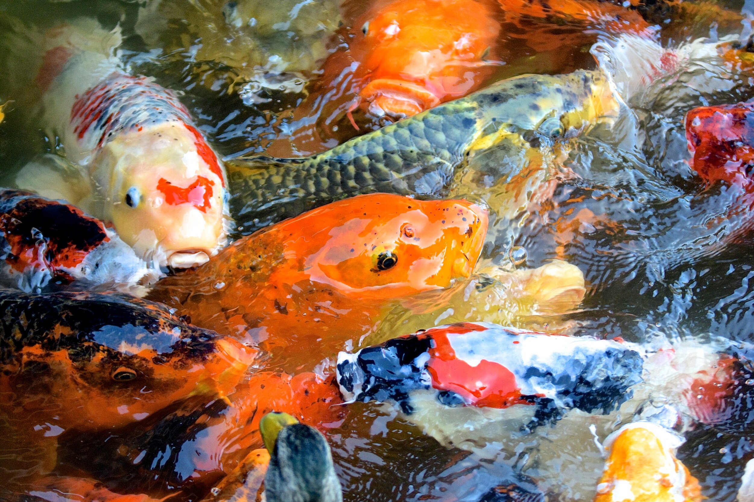 Koi: The Living Jewels of the Seattle Japanese Garden — Seattle Japanese  Garden
