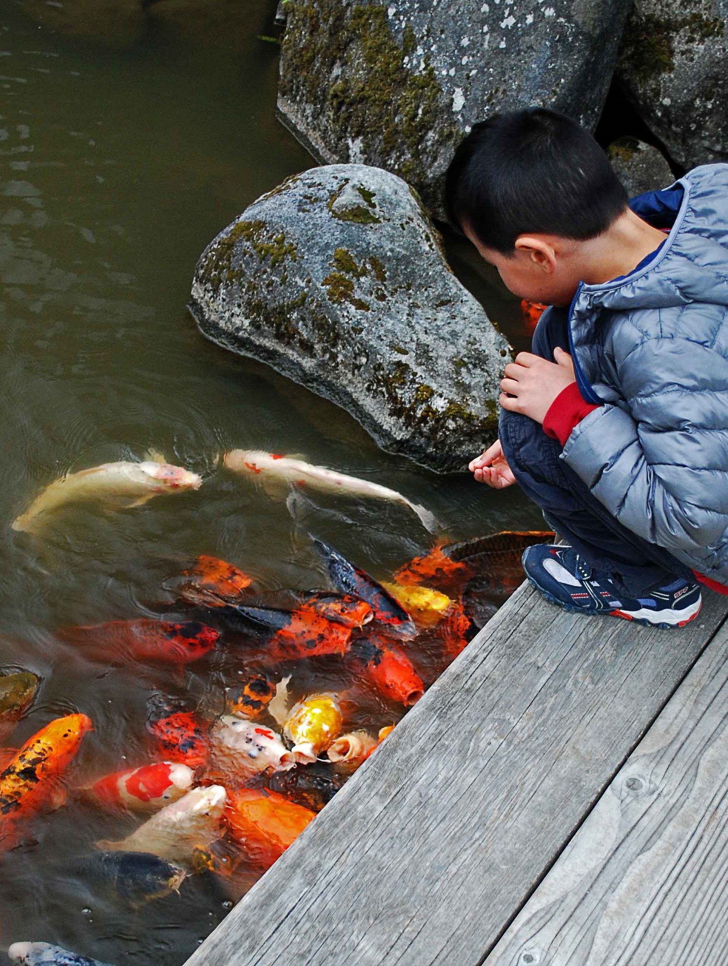 Feeding the koi in our Garden’s pond. (photo: Galen Ogden)