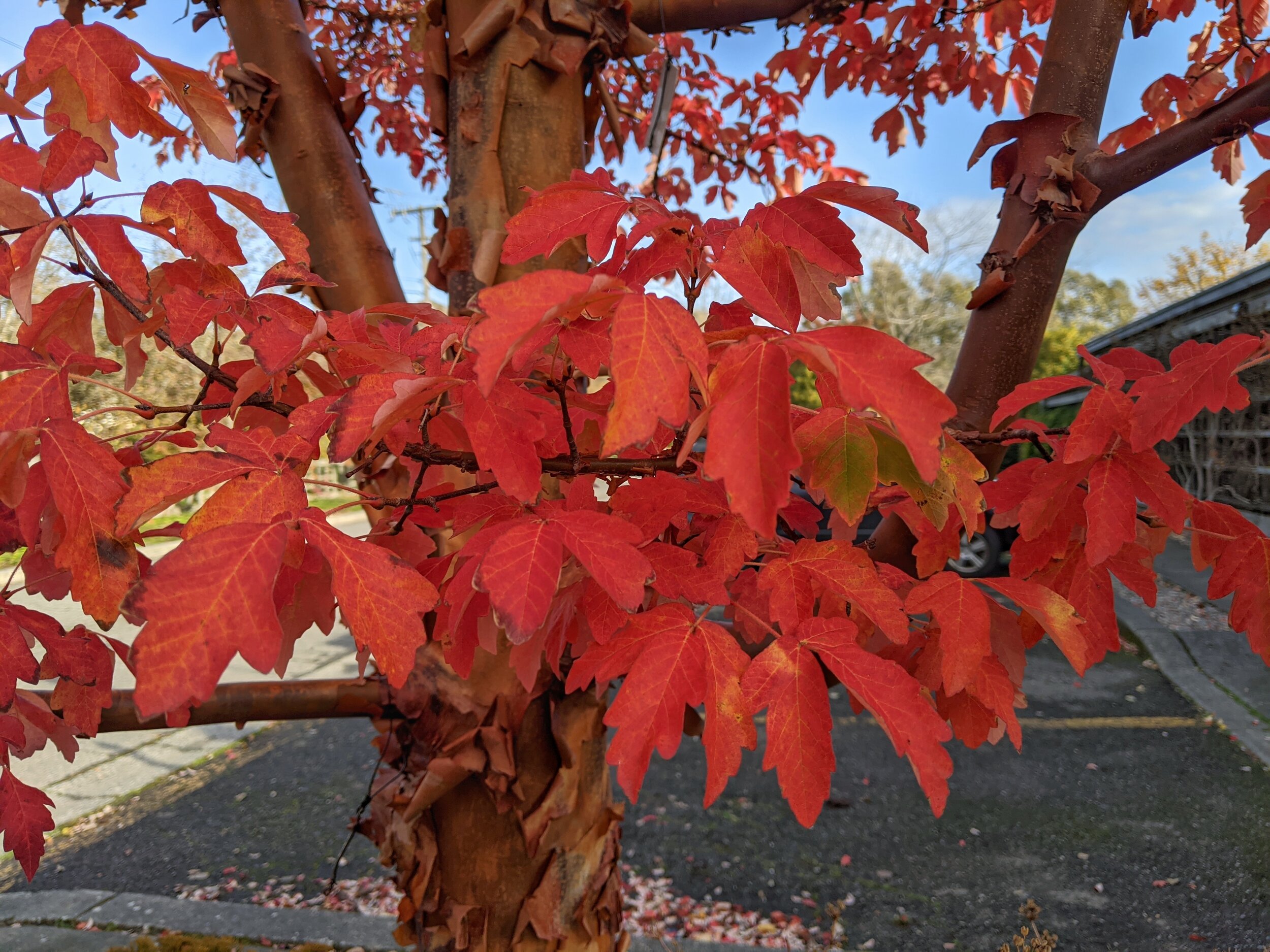 Paperbark maple foliage, in summer and fall. (photos: left, in the Seattle Japanese Garden, by Tony Monk; right, at the Center for Urban Horticulture, by Corinne Kennedy)