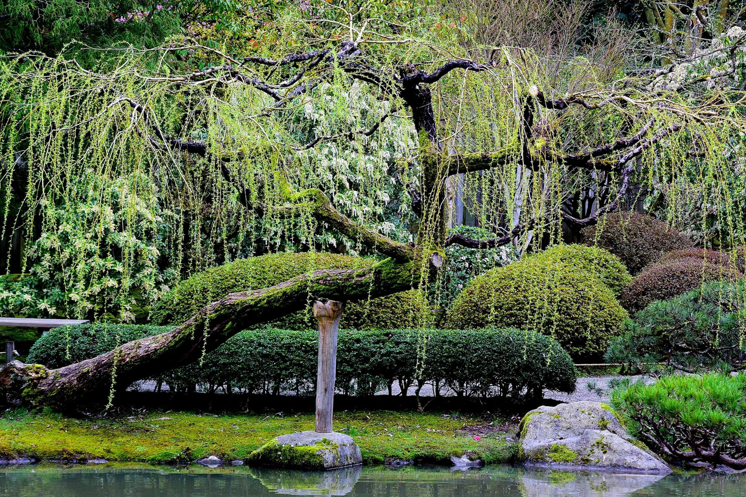 Weeping Willow's Bright Chartreuse-Green Foliage is an Early Promise of  Spring — Seattle Japanese Garden