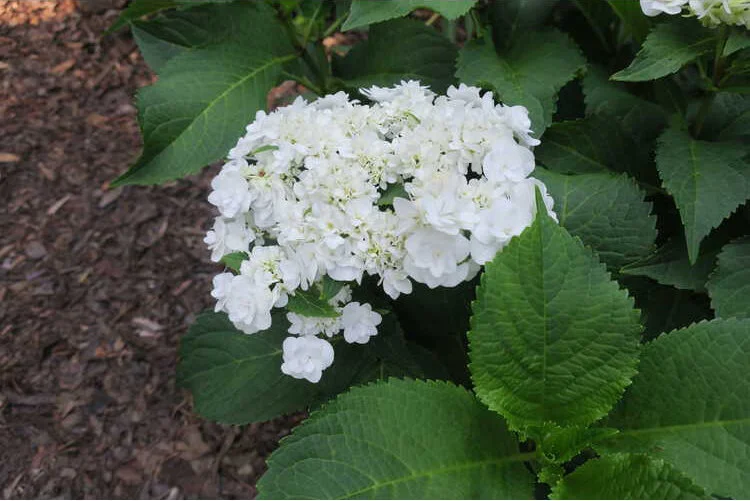 Image of Hydrangea plant with snow on it