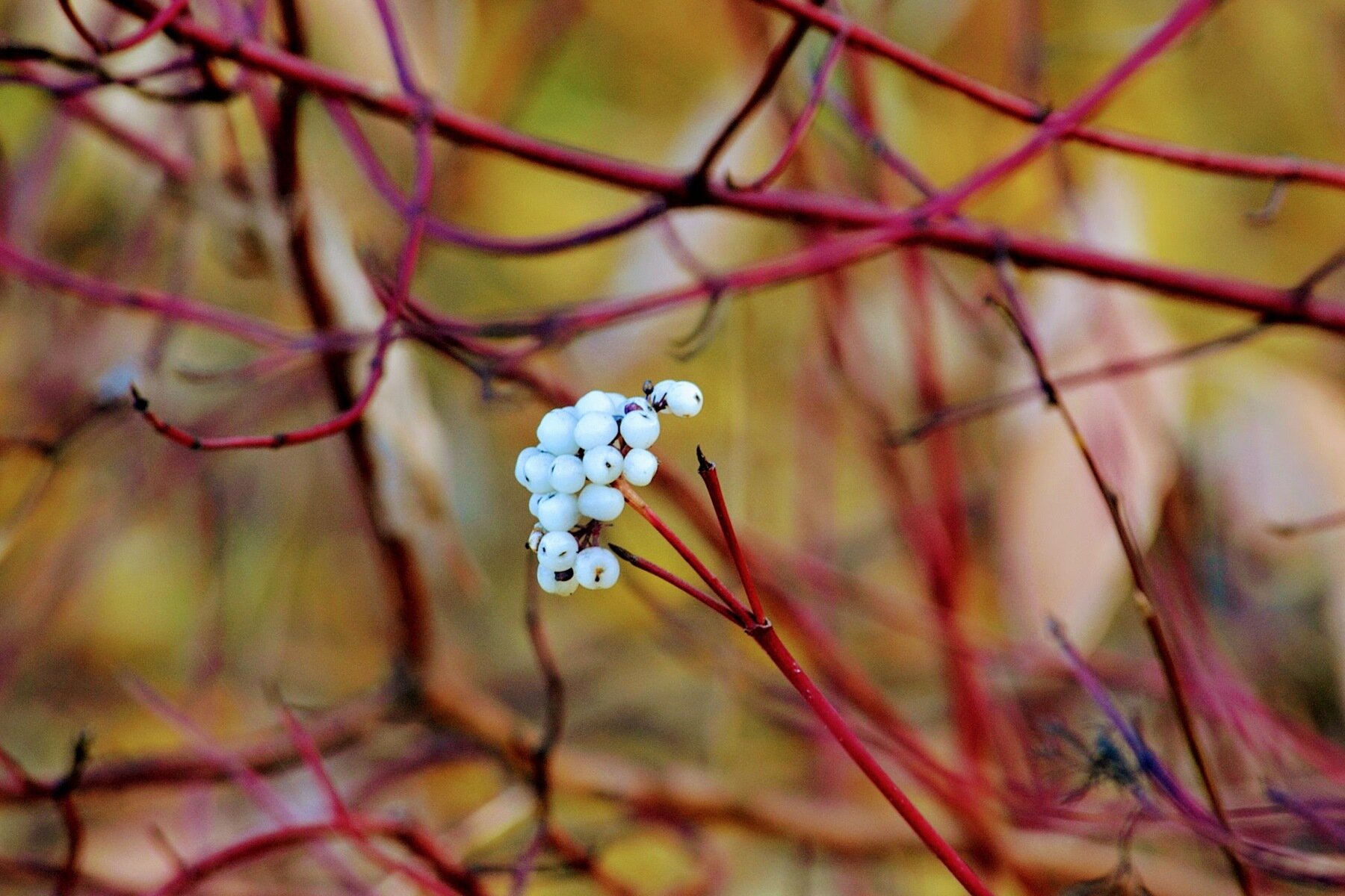 白色浆果和辉煌的红色冬天茎山茱萸的阿尔巴,浆果的颜色命名的。(照片:乔安娜Boisse维基共享)