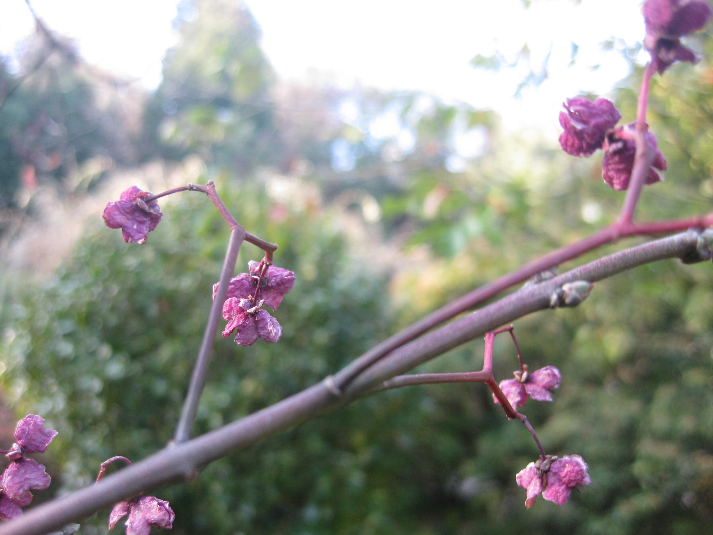  Fruits of  Euonymus hamiltonianus var. maackii  and  Euonymus myrianthus  in the Seattle Japanese Garden. (photos: Aleks Monk) 