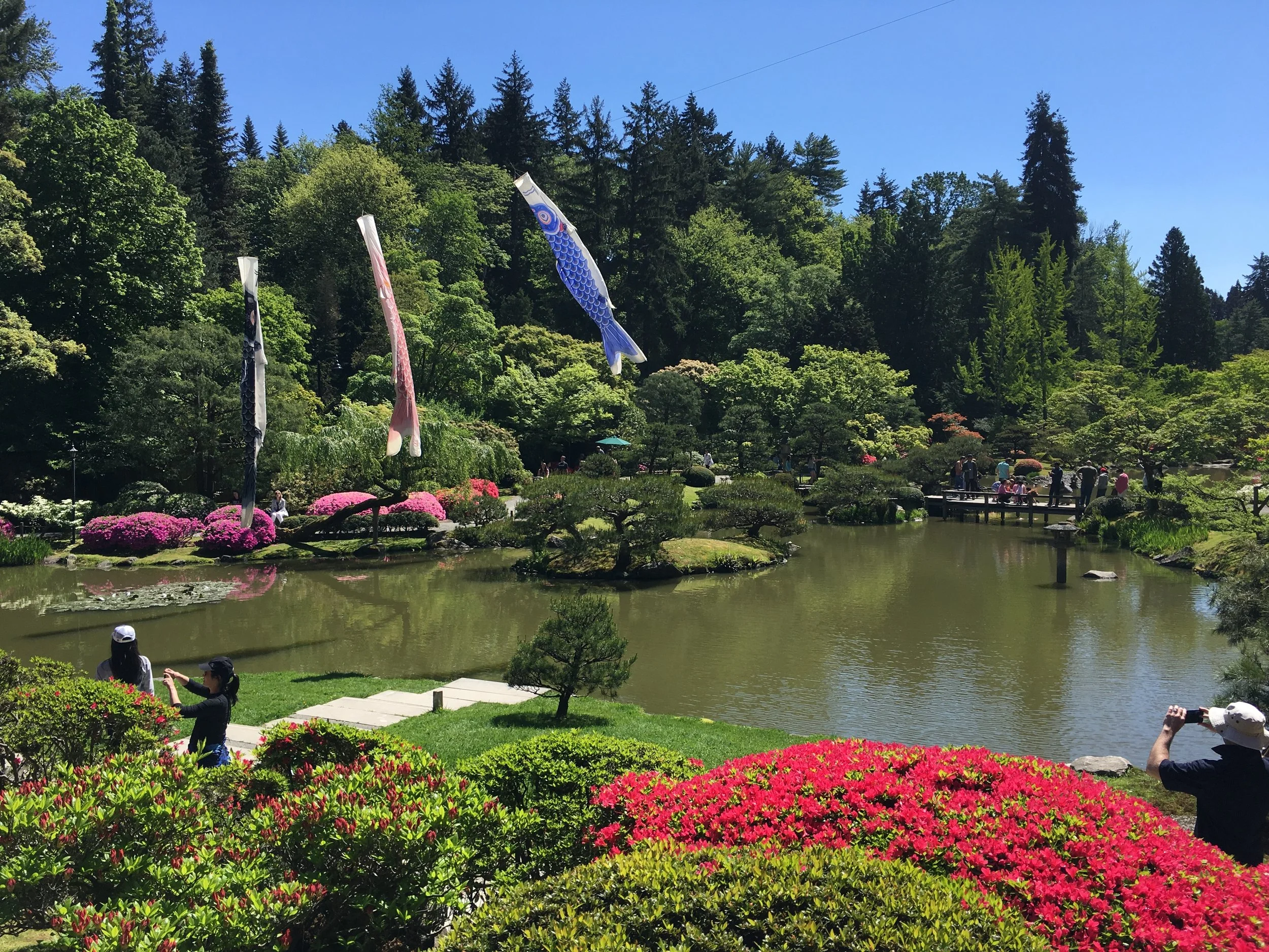 Family Saturday: Koi Day