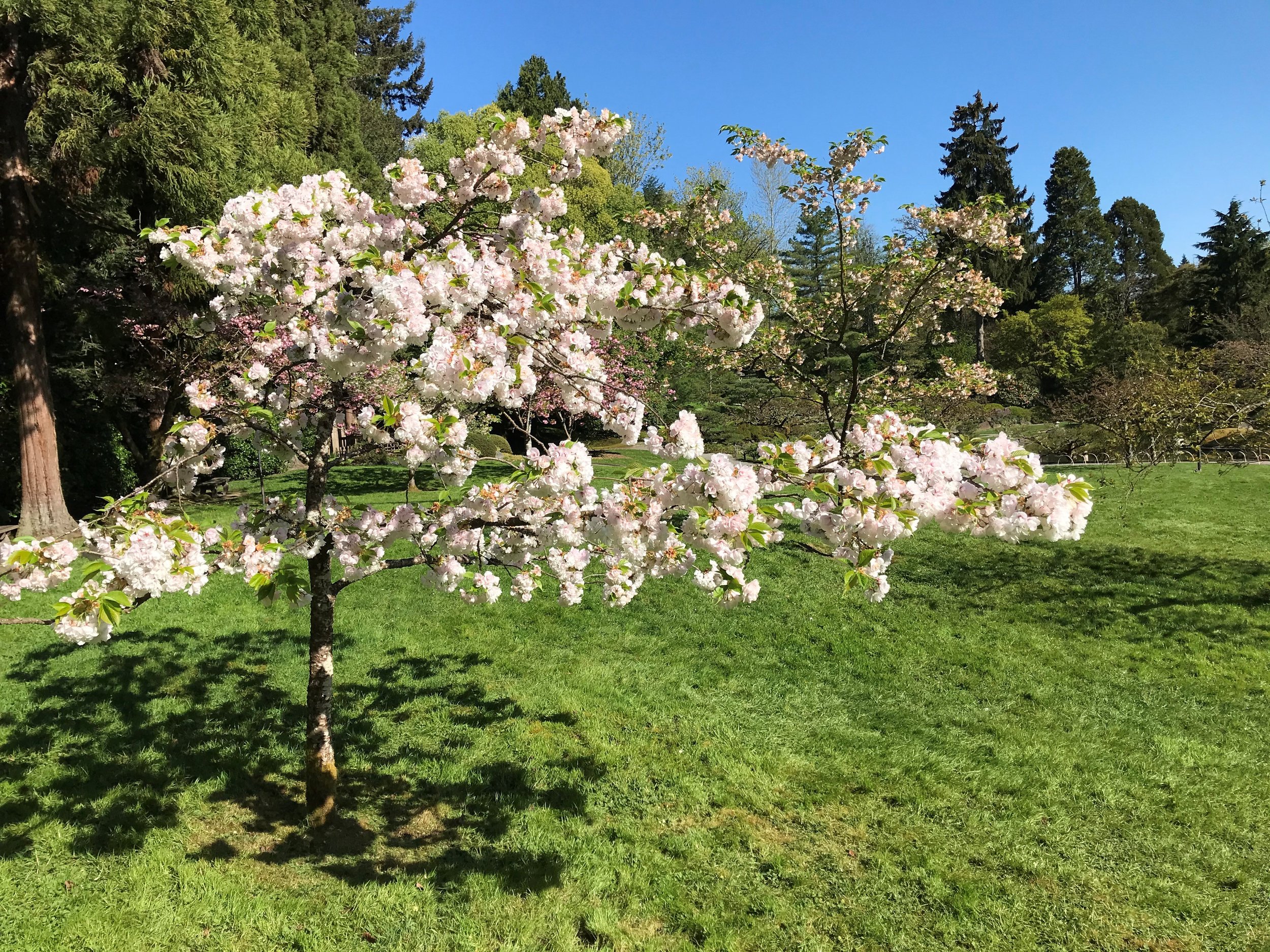 西雅图日本花园草地上的樱花照片188bet体育亚洲金博宝官网网址