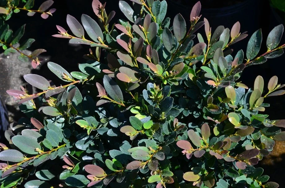 Distylium Coppertone™, a Newly Available Evergreen Shrub, is Attractive in All Seasons