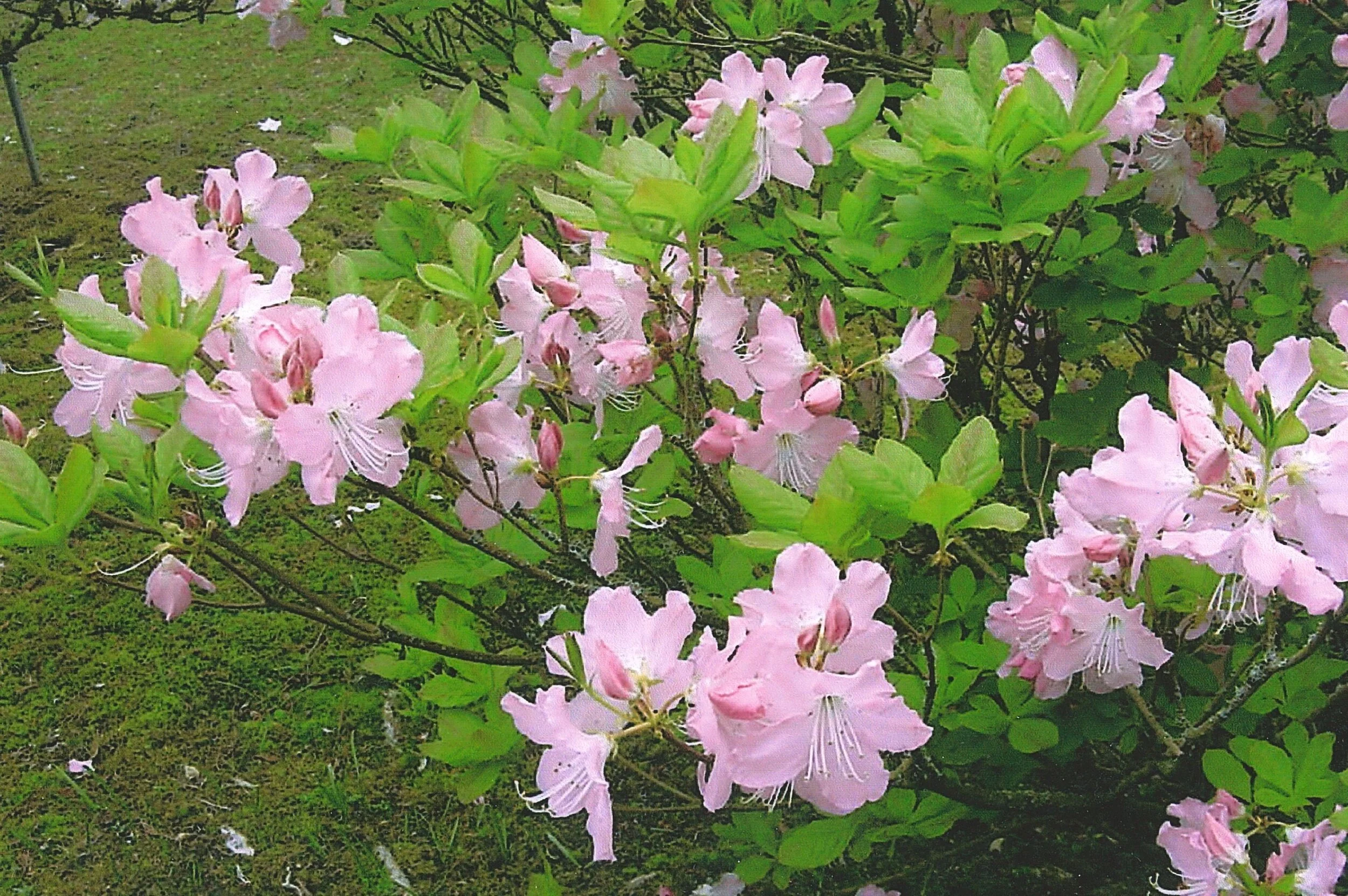 Royal Azalea, a Fragrant Spring Beauty