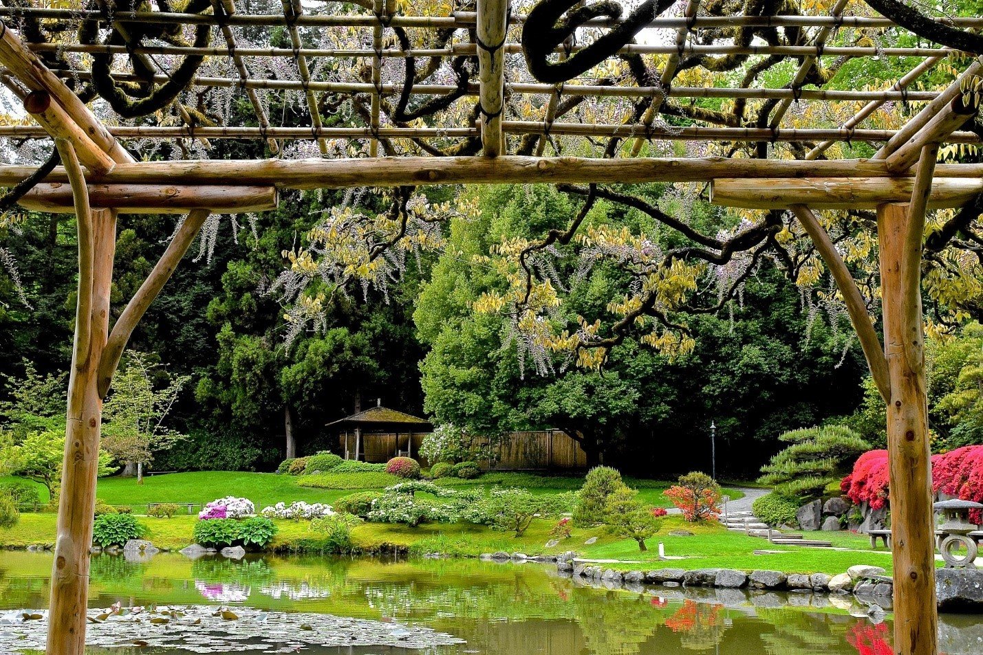 Japanese Wisteria Brings Graceful Spring Beauty to the Seattle Japanese Garden