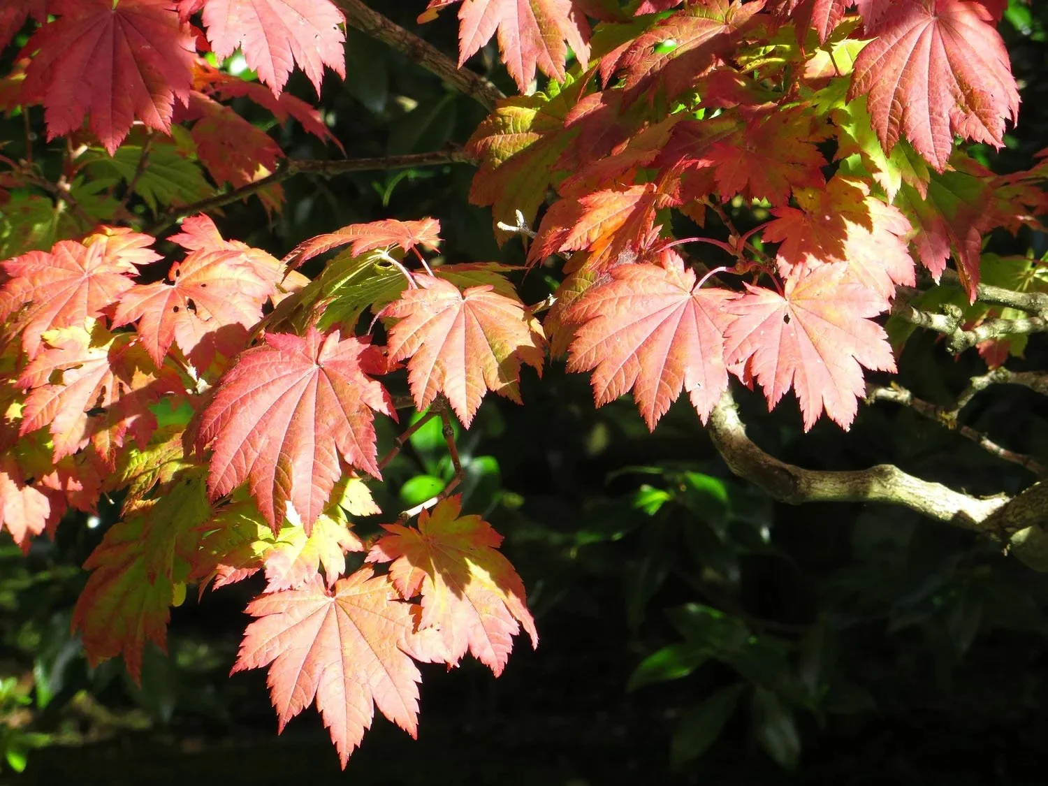 Grape-leaf Fullmoon Maple Brings Brilliant Fall Color to the Seattle Japanese Garden