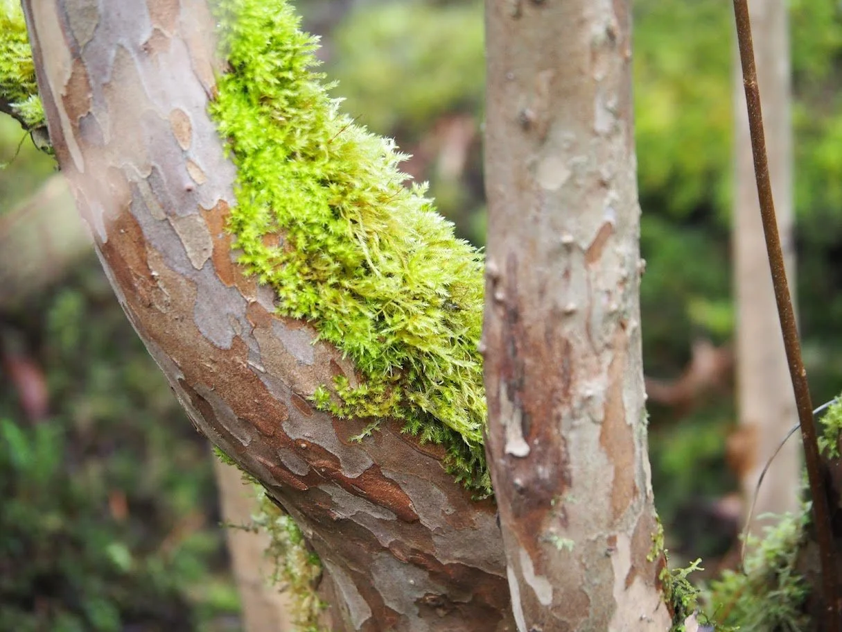 Ryōbu: The Beauty of Bark