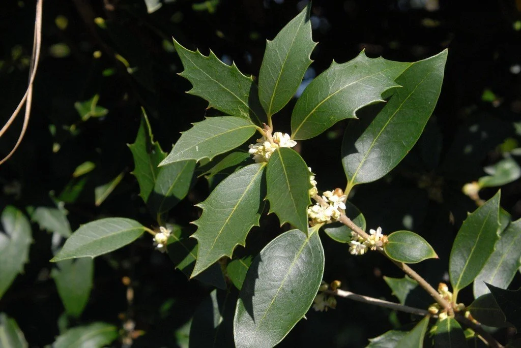 Osmanthus: A Classic Evergreen Bringing Structure and Fragrance to the Garden