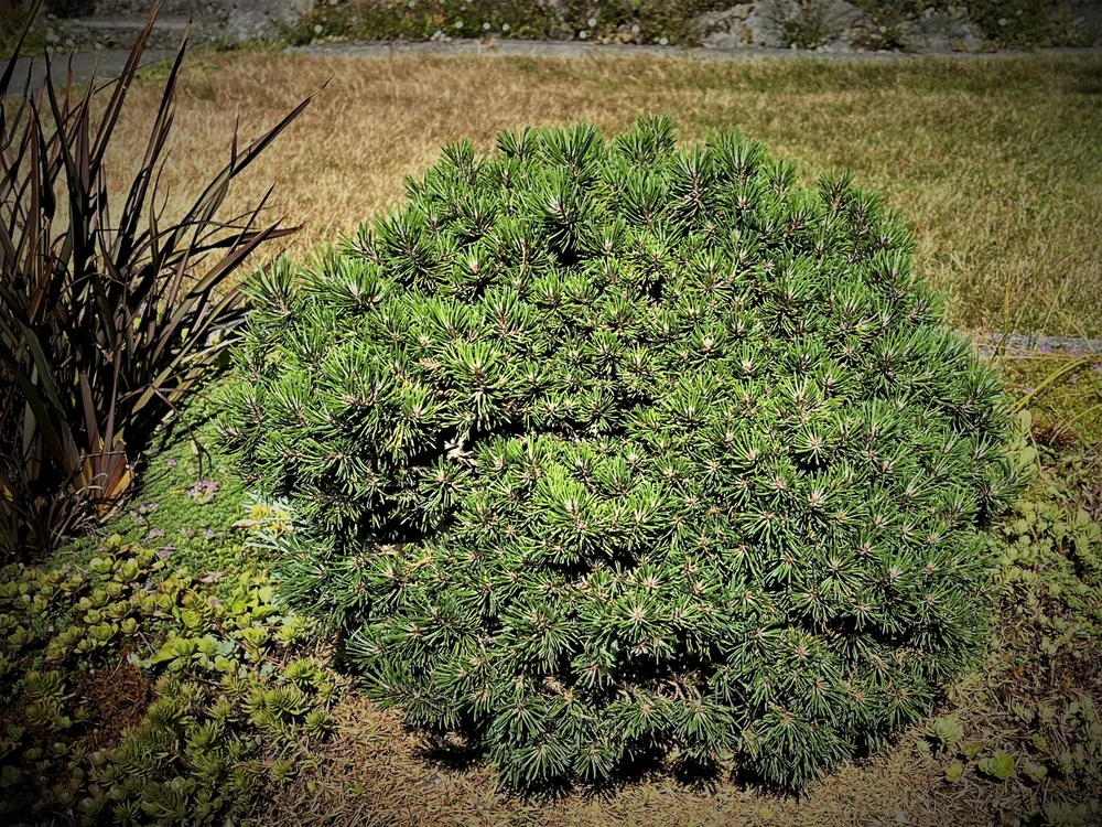 Attractive in All Seasons: Mugo Pine — Seattle Japanese Garden
