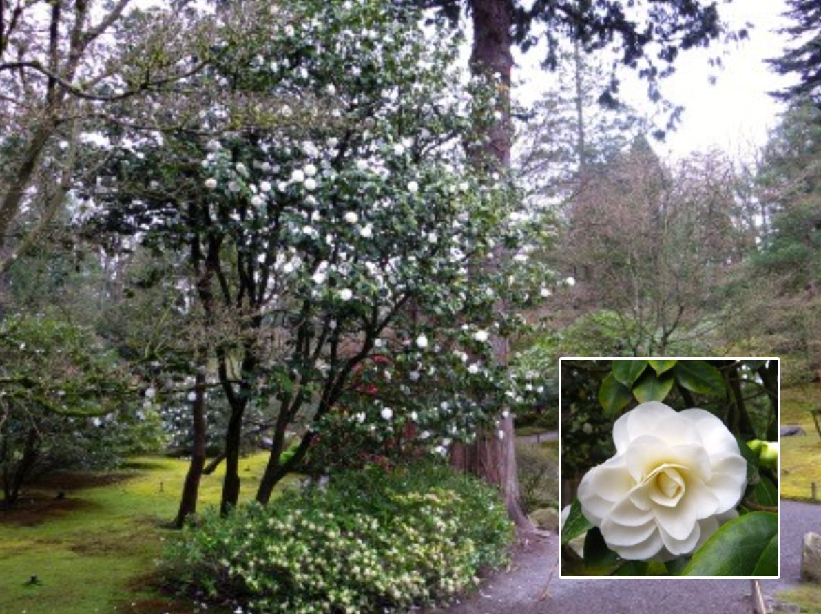 Camellia Collection — Seattle Japanese Garden