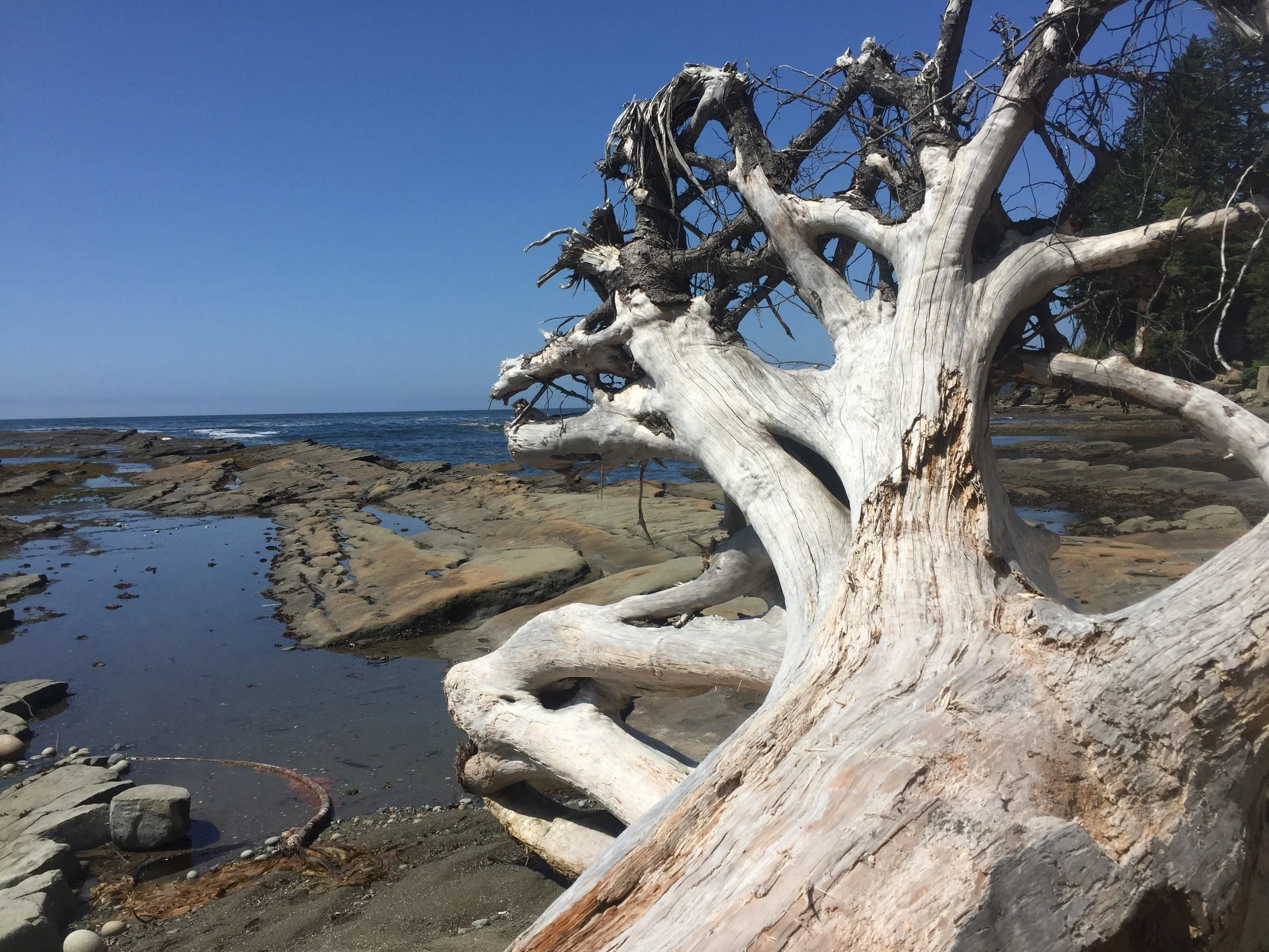 One of the many ridiculously beautiful beaches along the trail.