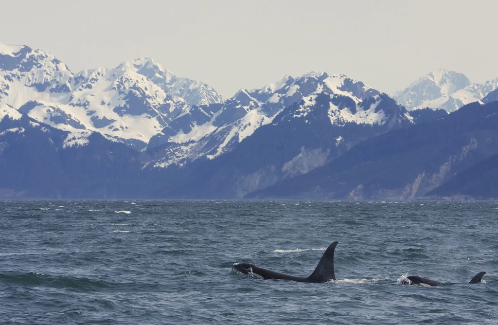 Not the actual view of whales from the ferry.... (Image from Google)