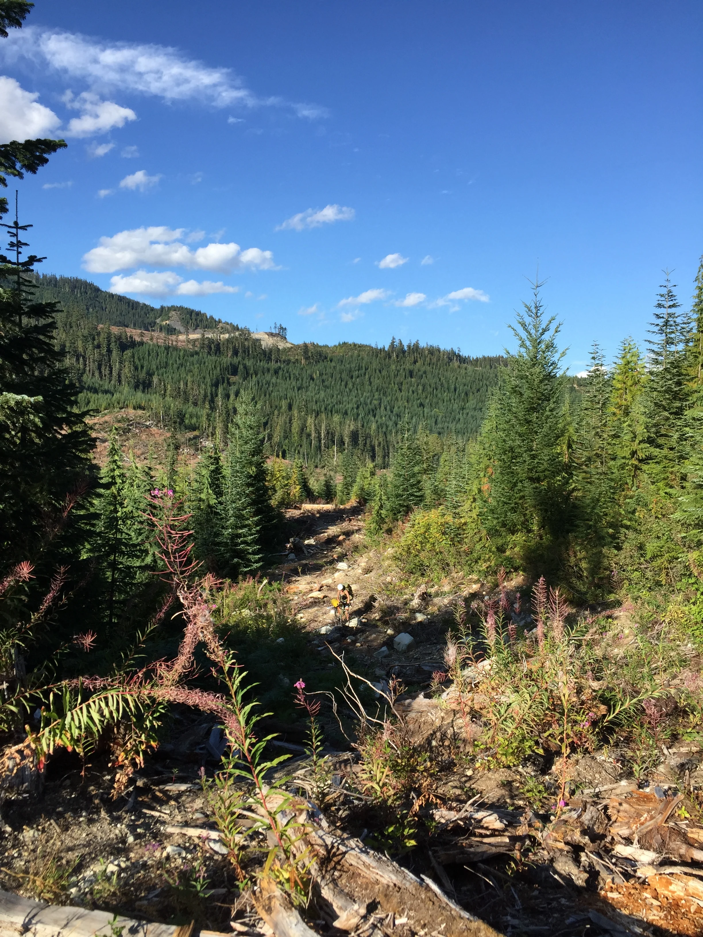 Crossing the gap between the two logging roads.