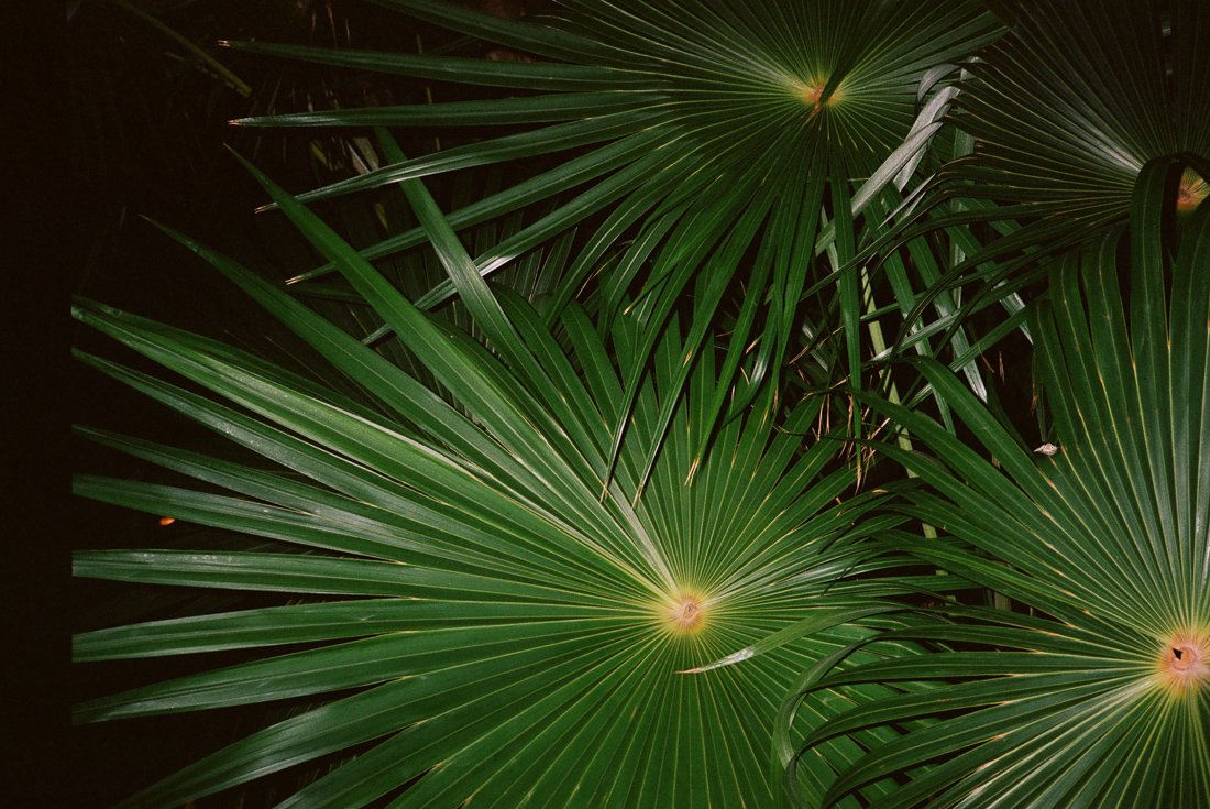 NightPalm_resize-3.jpg