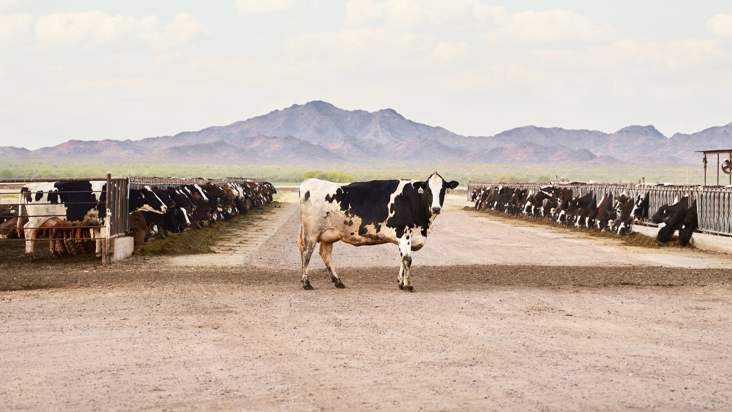 Dairy-Farm-3480.jpg