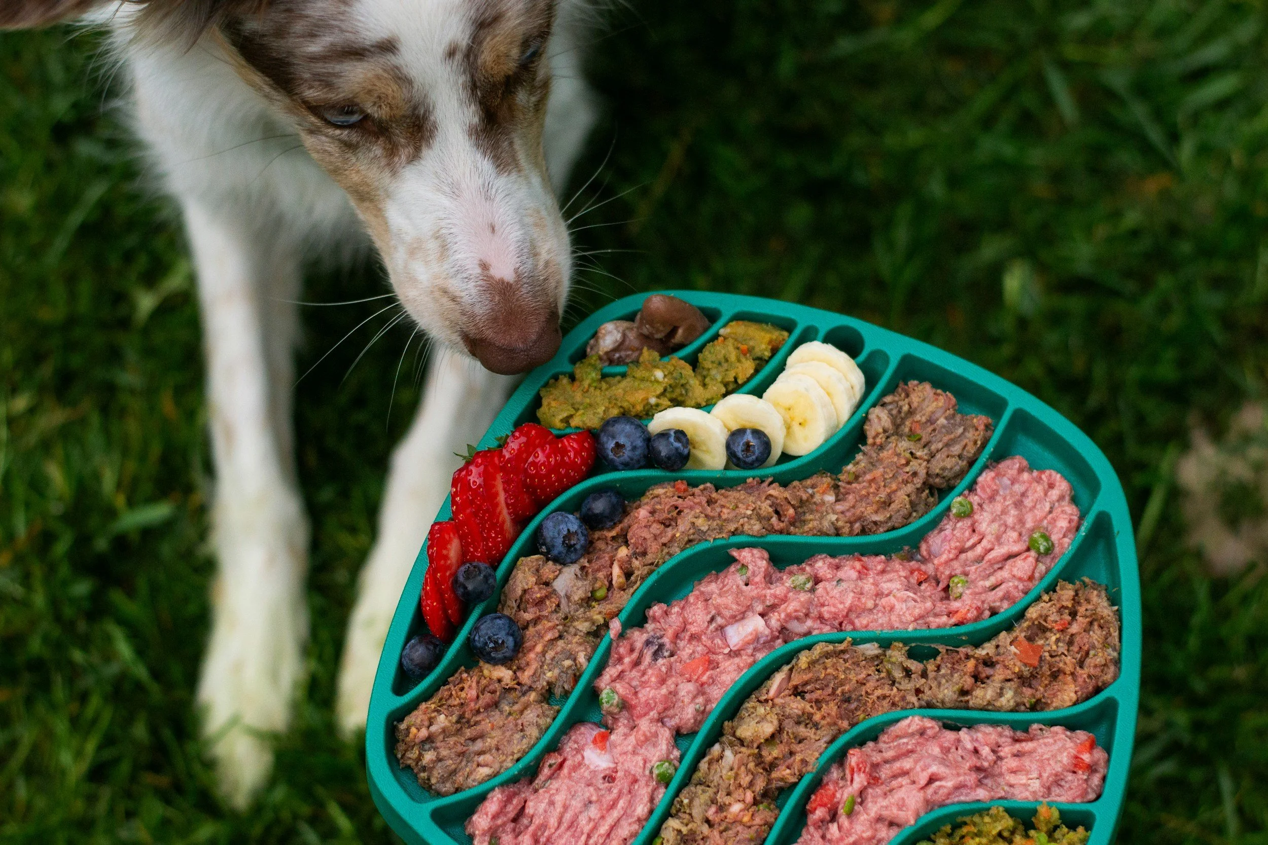 Top 5 Pet Food Trends to Watch Over the Next Five Years: A Futurist's Perspective
