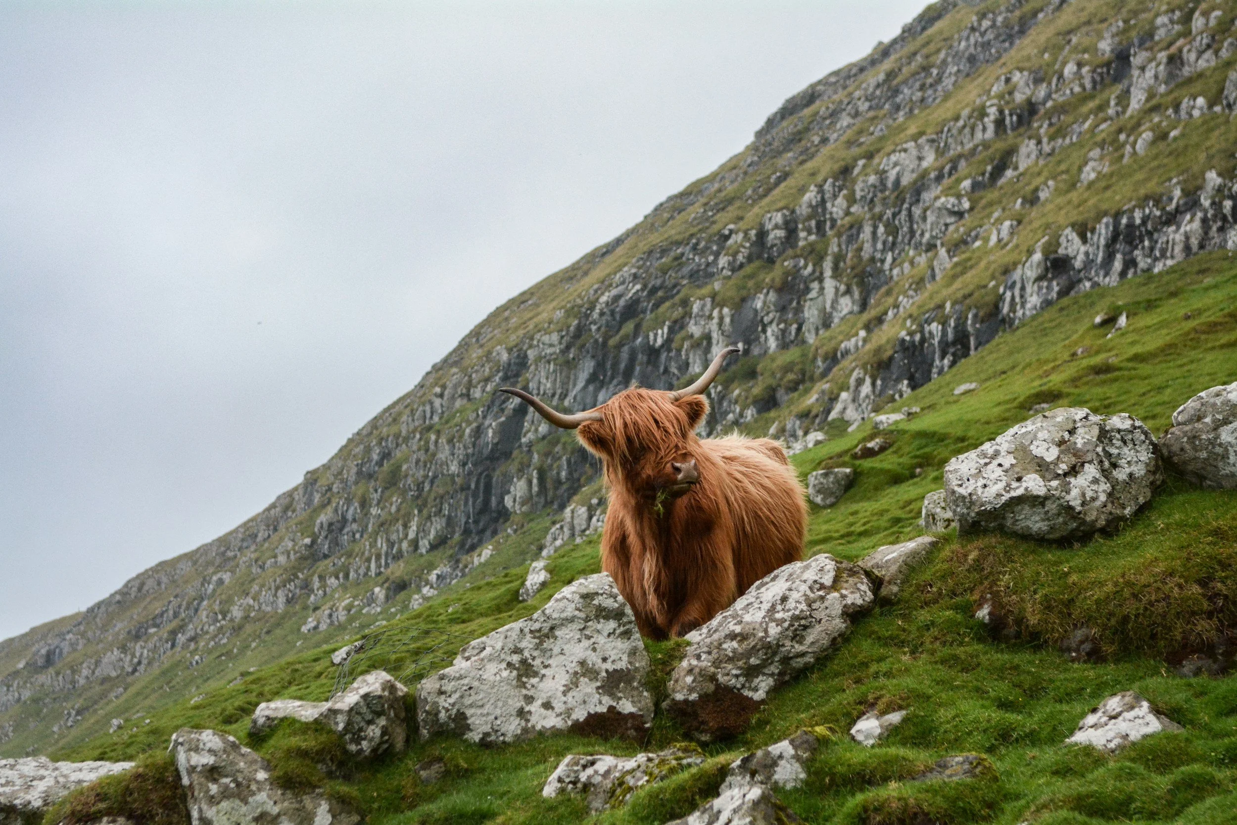 The Future of Animals: Ethical, Ecological, and Economic Impacts