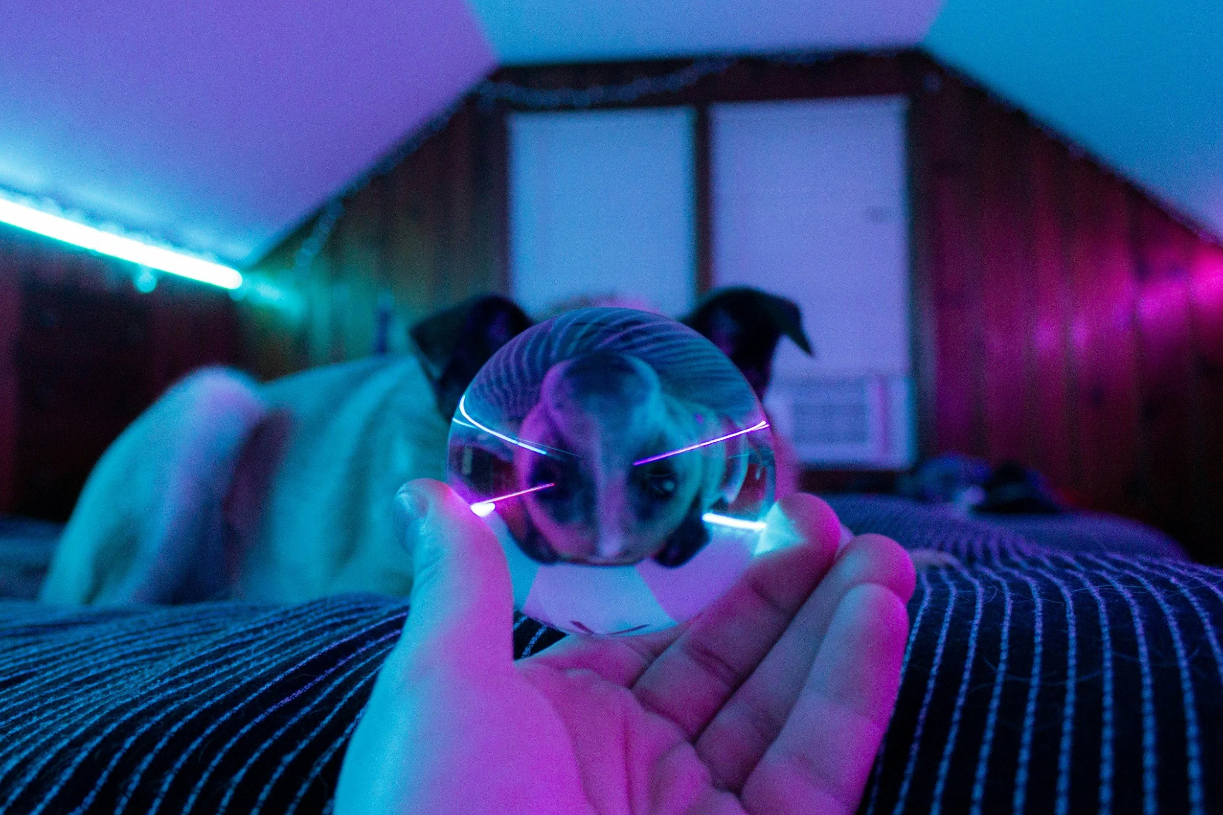 The Future of Pet Products: 7 Signals That Will Transform Pet Parenting 