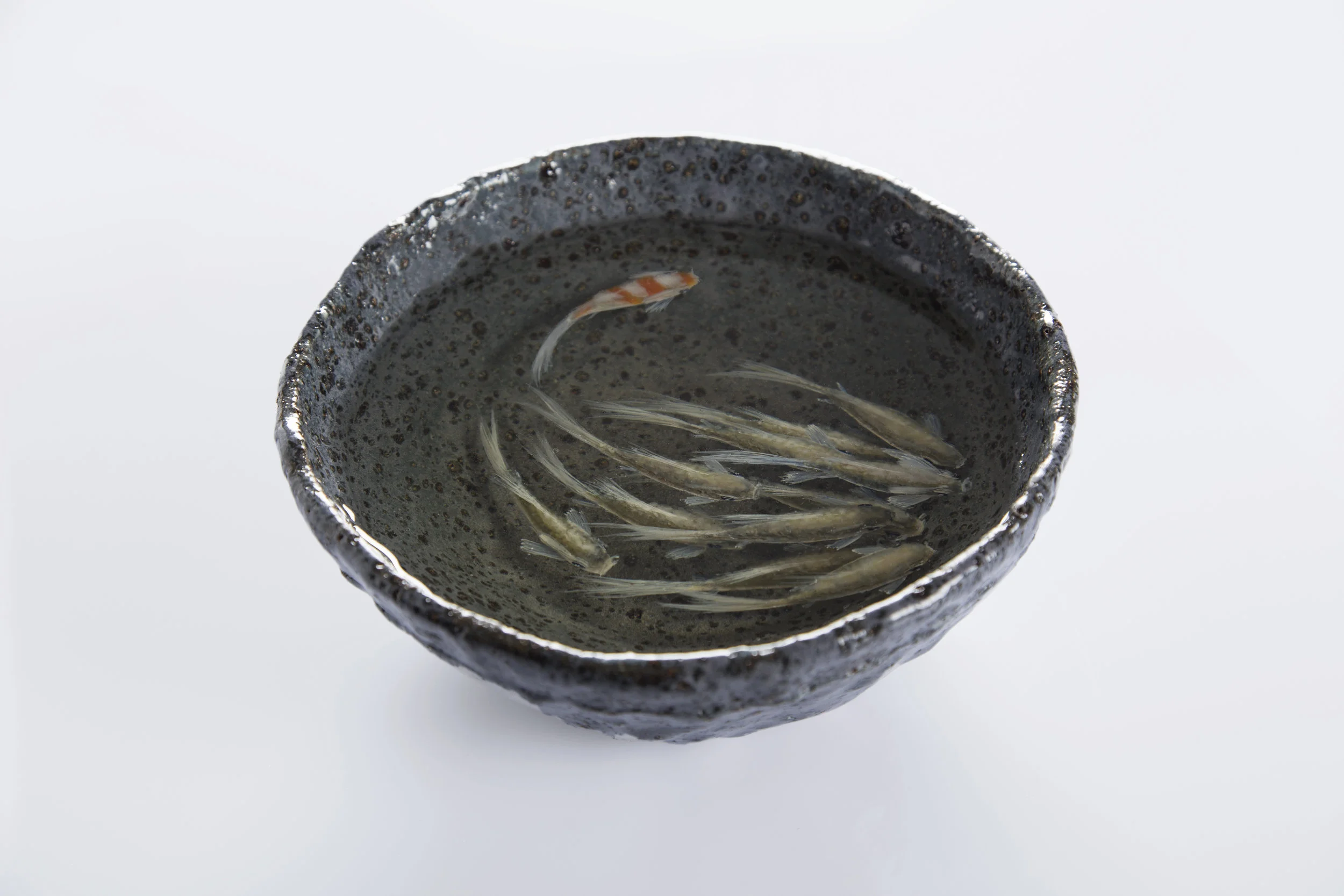 Joanne Villani - HR -05.JPG