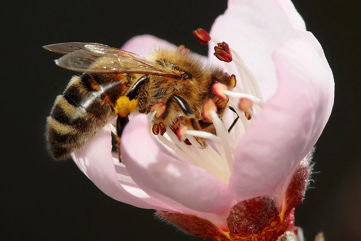 1200px-Bee_pollinating_peach_flower.jpg