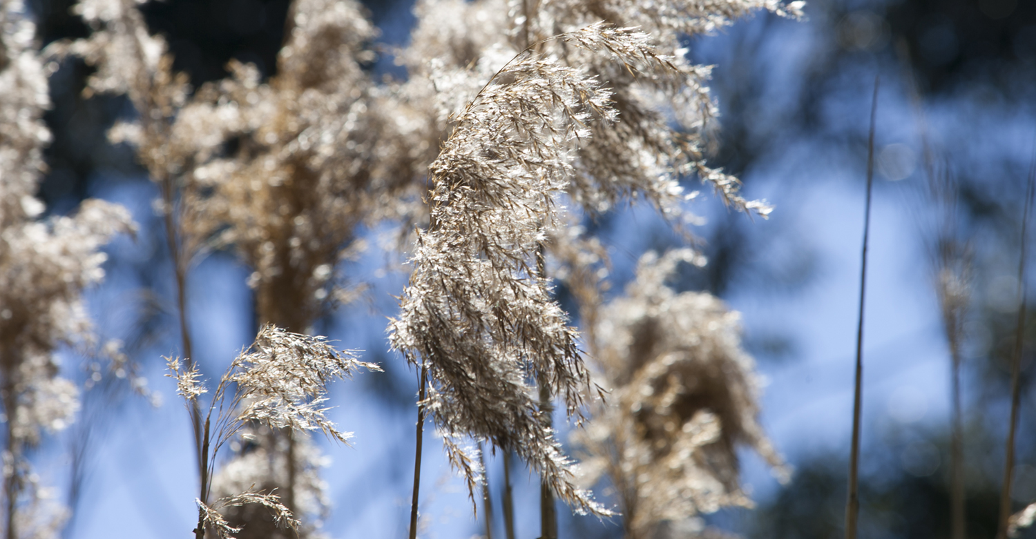 REEDS / WEST GIPPSLAND, VICTORIA