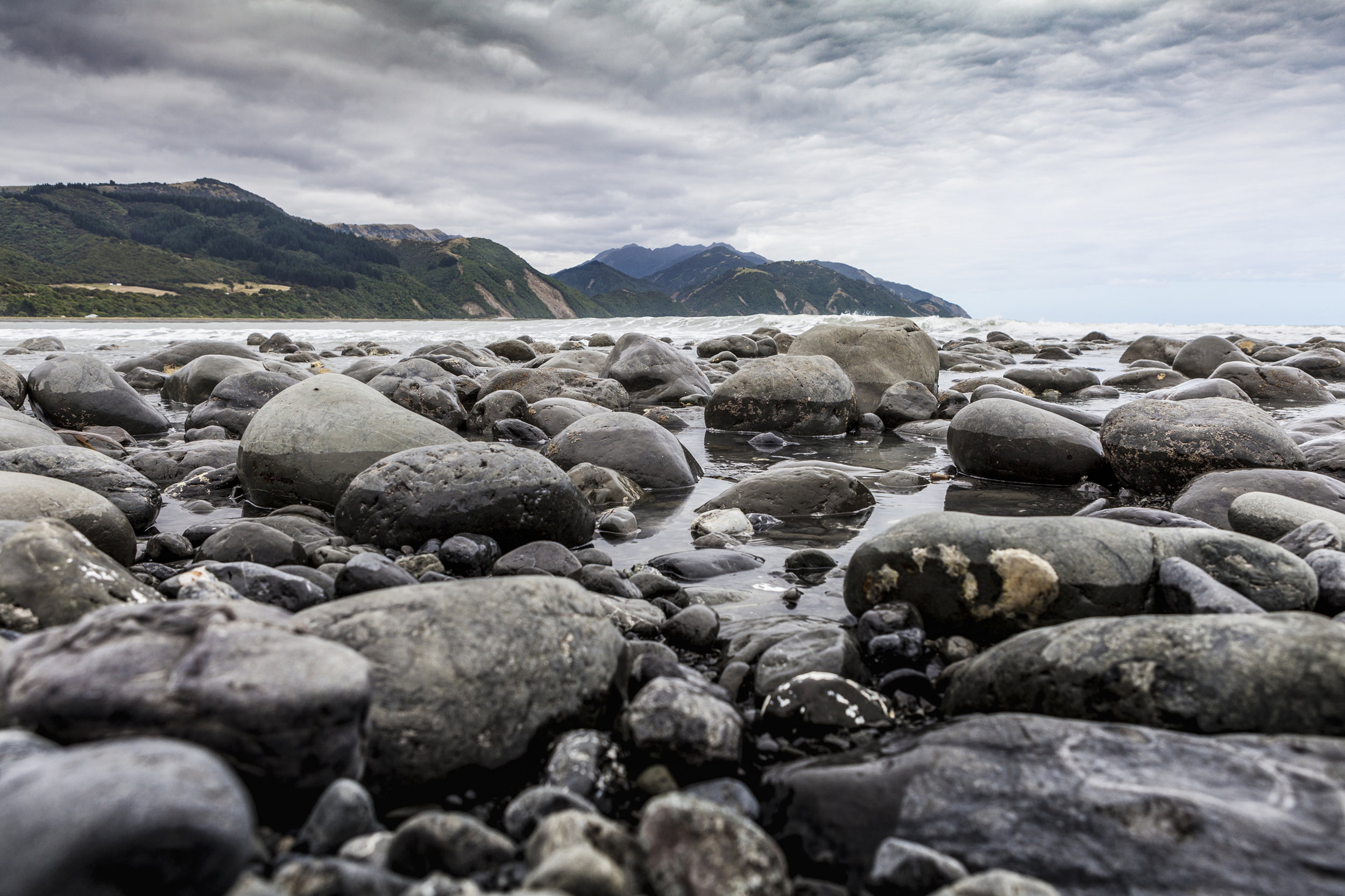 HAPUKU - NEW ZEALAND