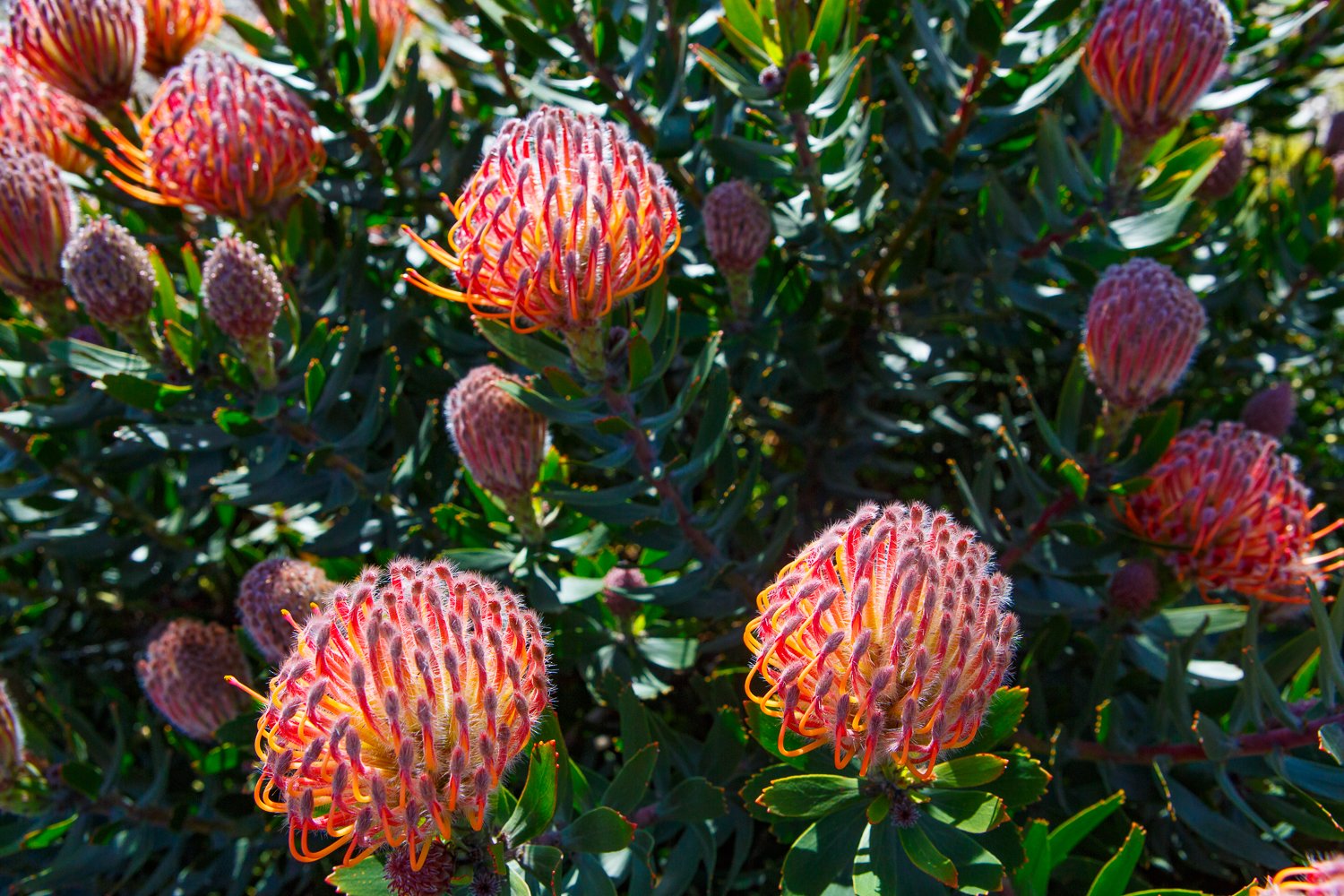 NEWHAVEN COLLEGE GARDEN