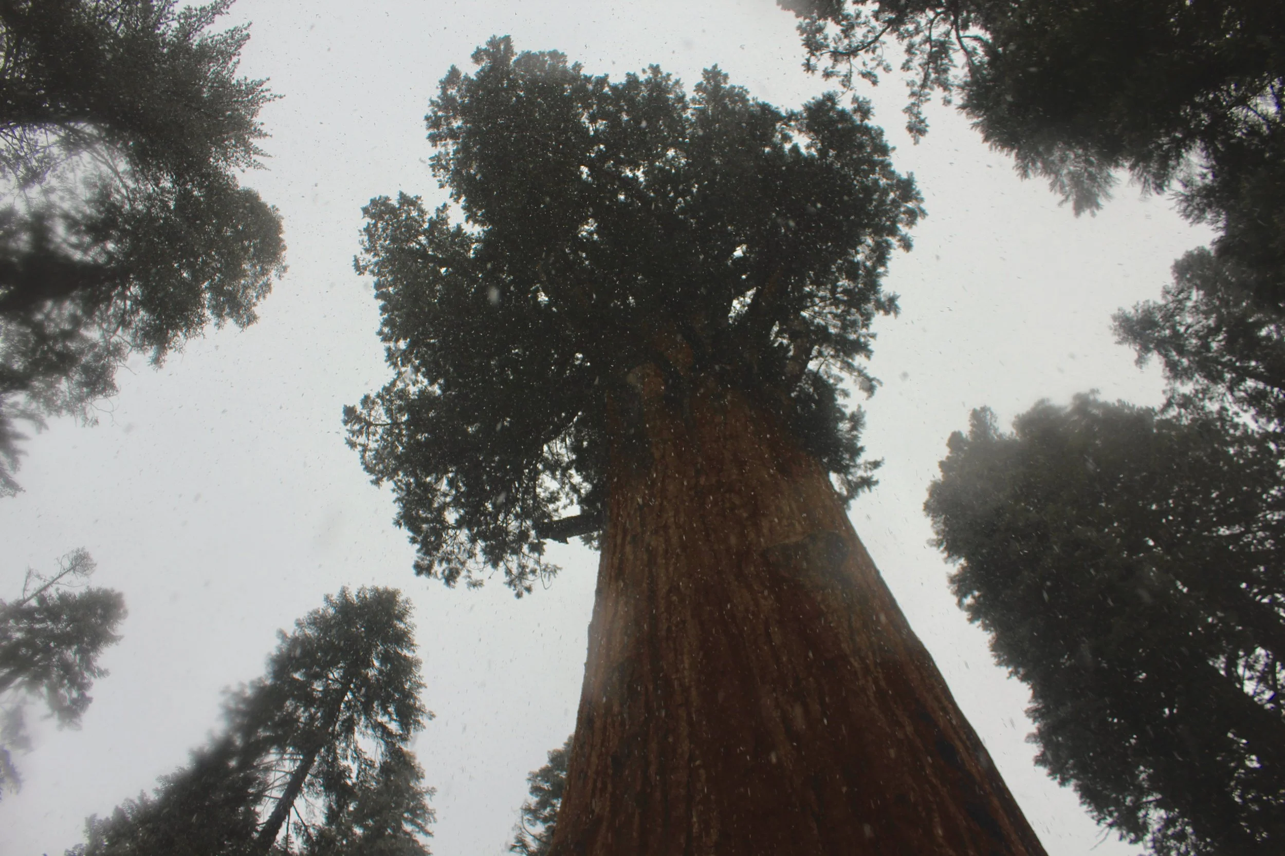 General Sherman, the biggest tree in the World. 