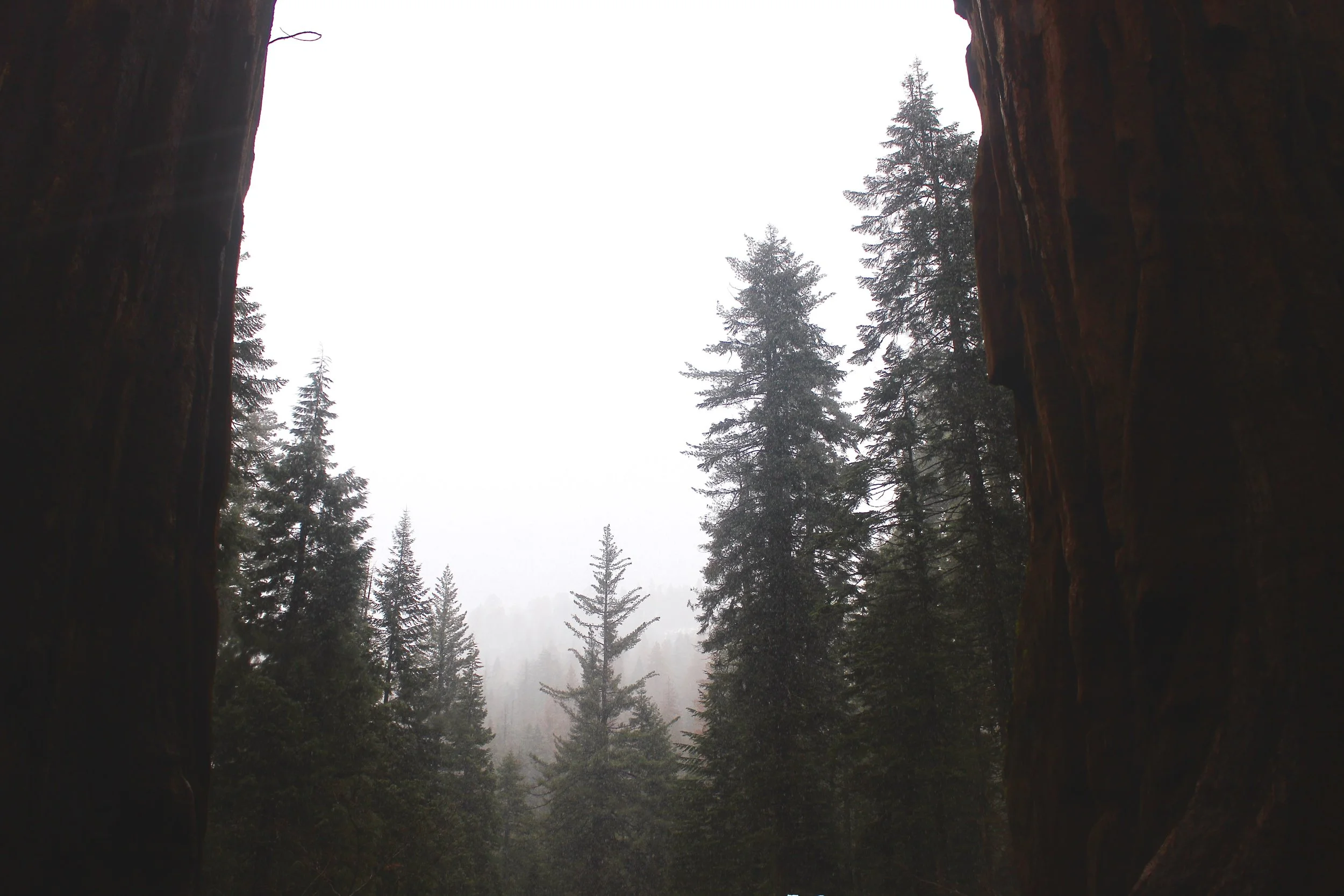 SEQUOIA NATIONAL PARK SCENERY