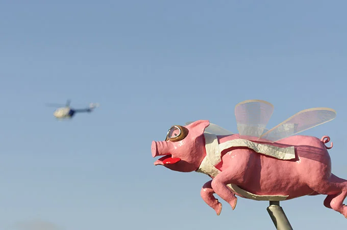 Adrian Hofmann Pigs do Fly