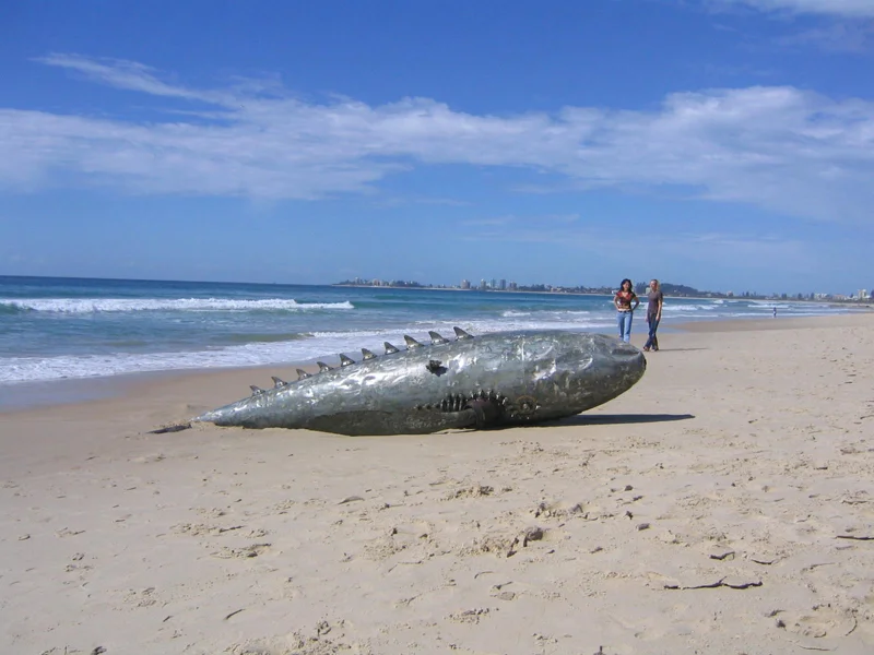 Christopher Trotter Whale 2012 Photography Christopher Trotter