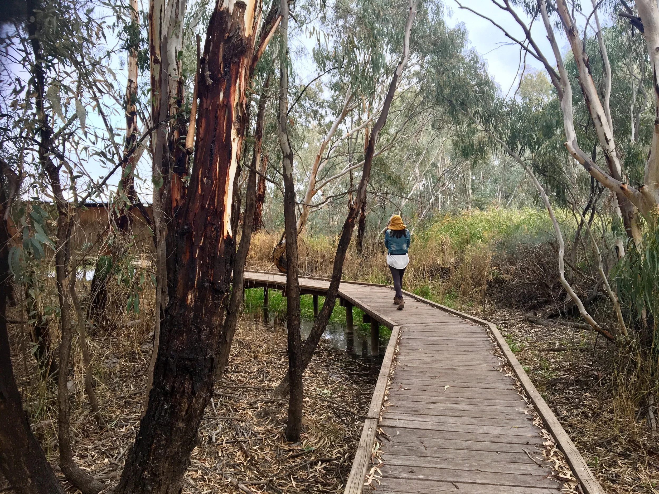 Banrock boardwalk_2.jpeg
