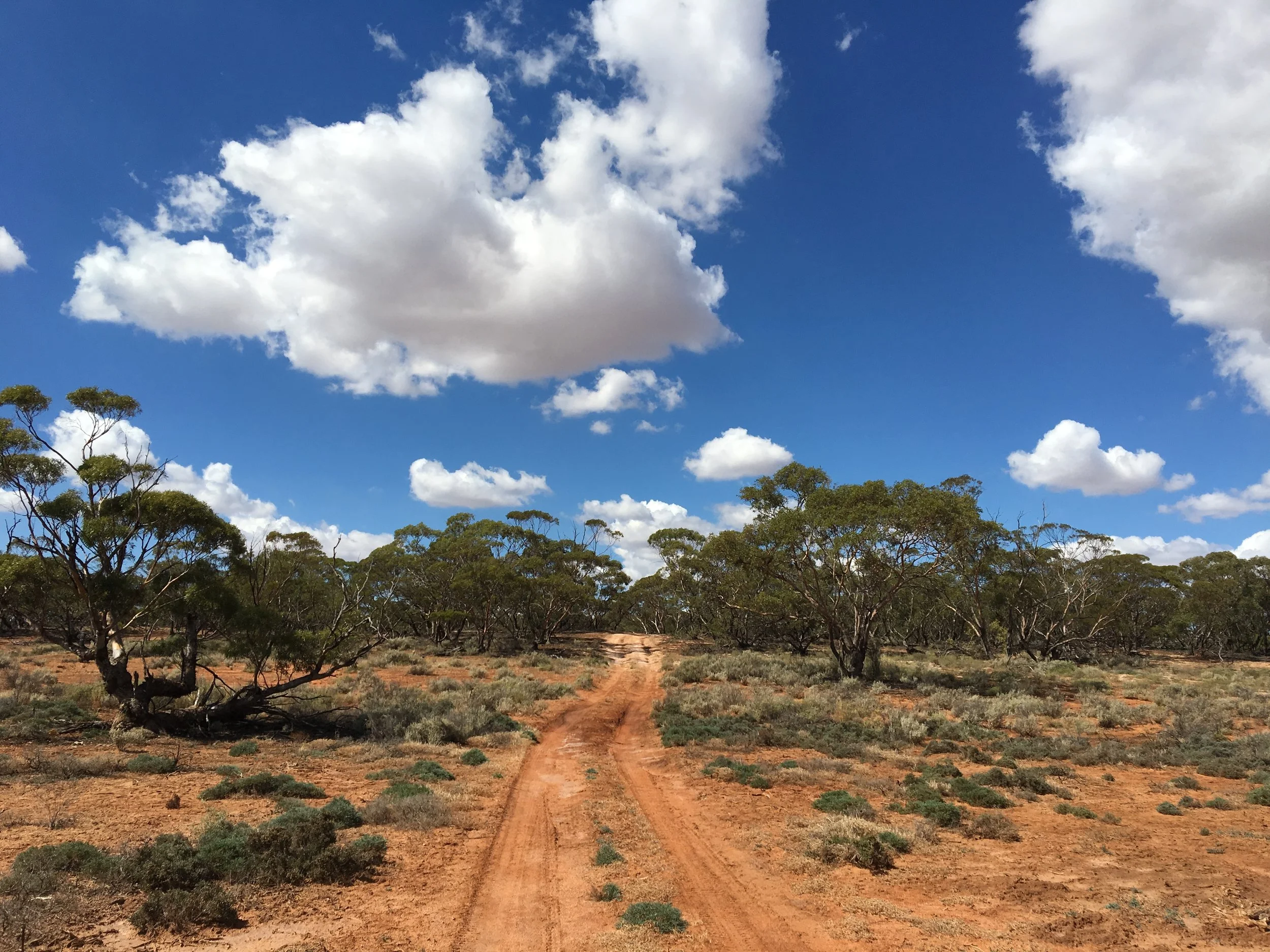 Murray-Sunset National Park - Explore mallee tracks