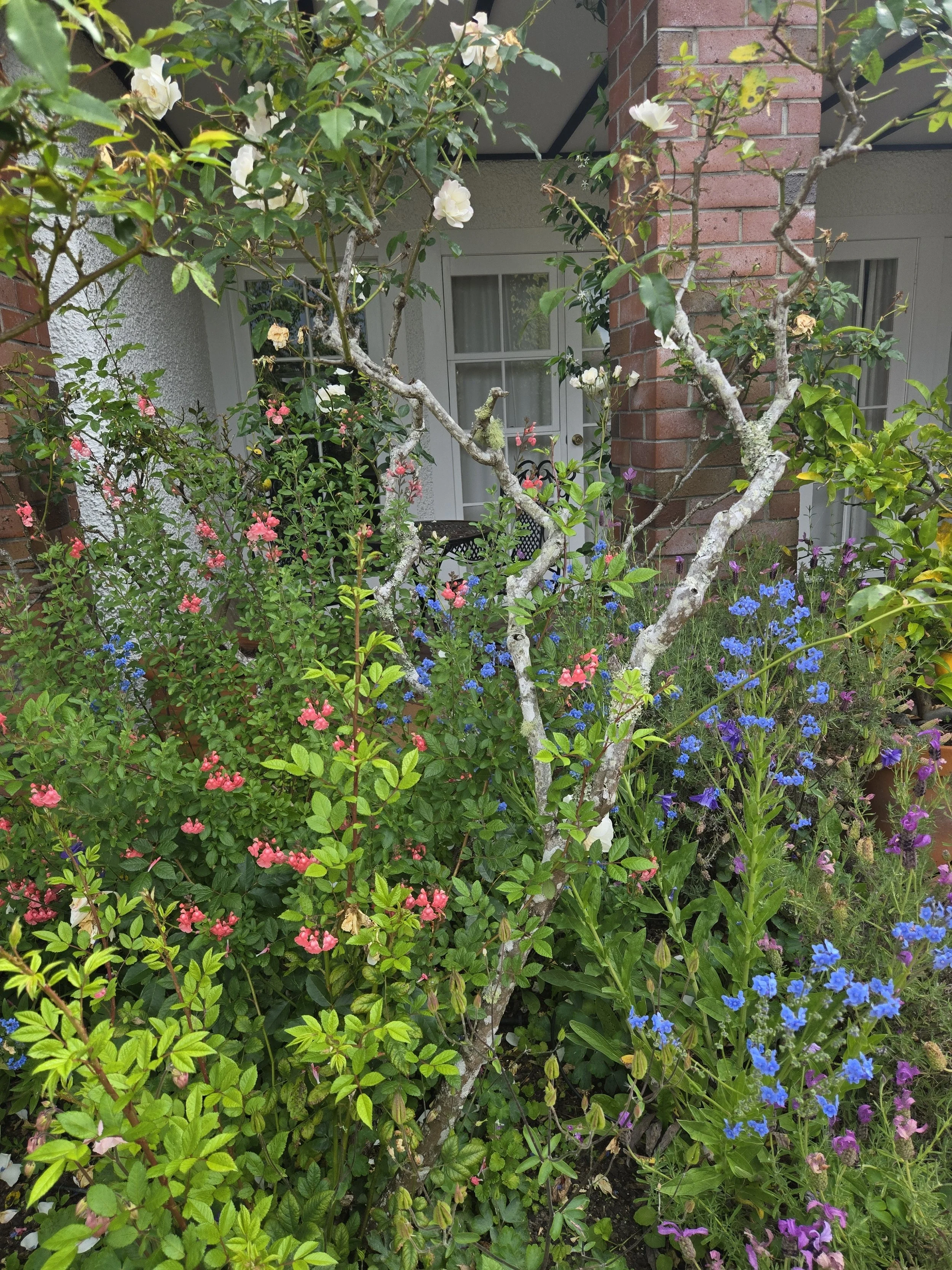 Janes colour by lower courtyard.jpg