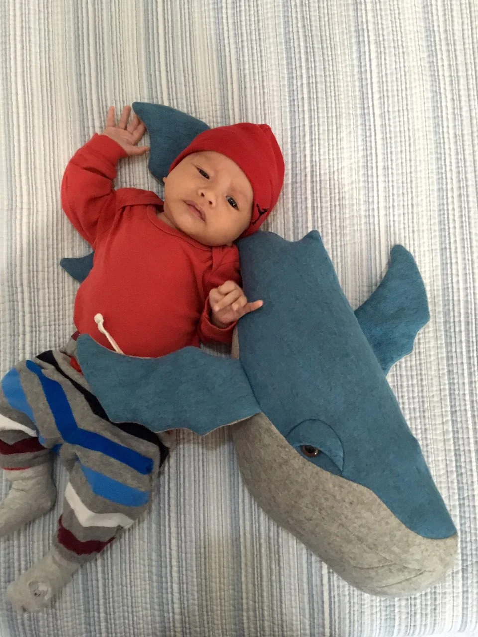Felted wool whale finds a home