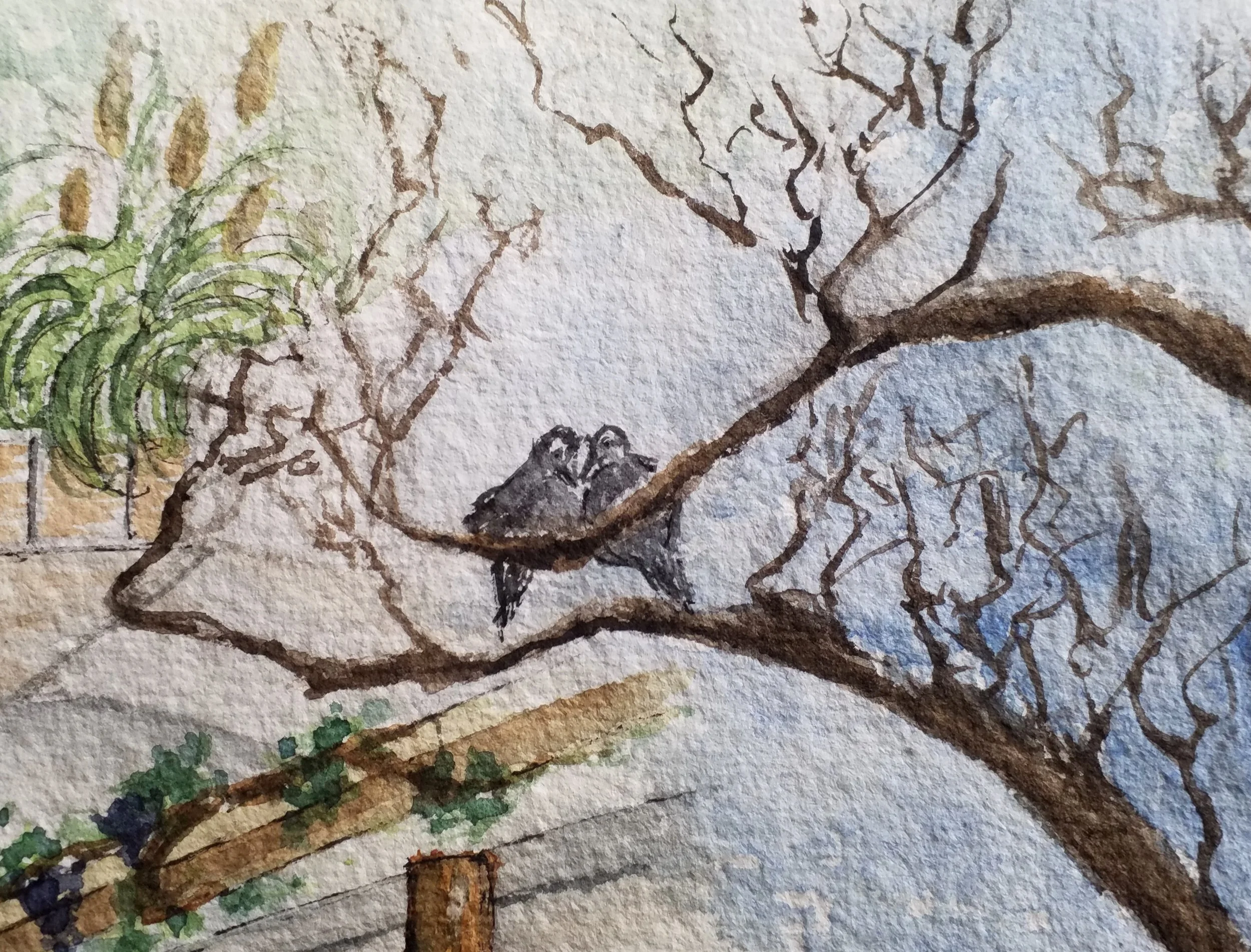 Doves cuddling on a tree. watercolour illustration