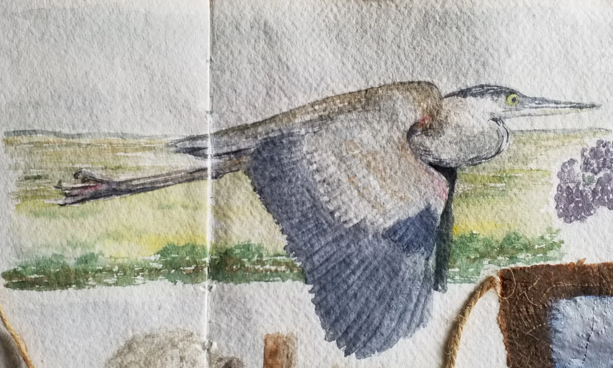 watercolour heron, wild life illustration
