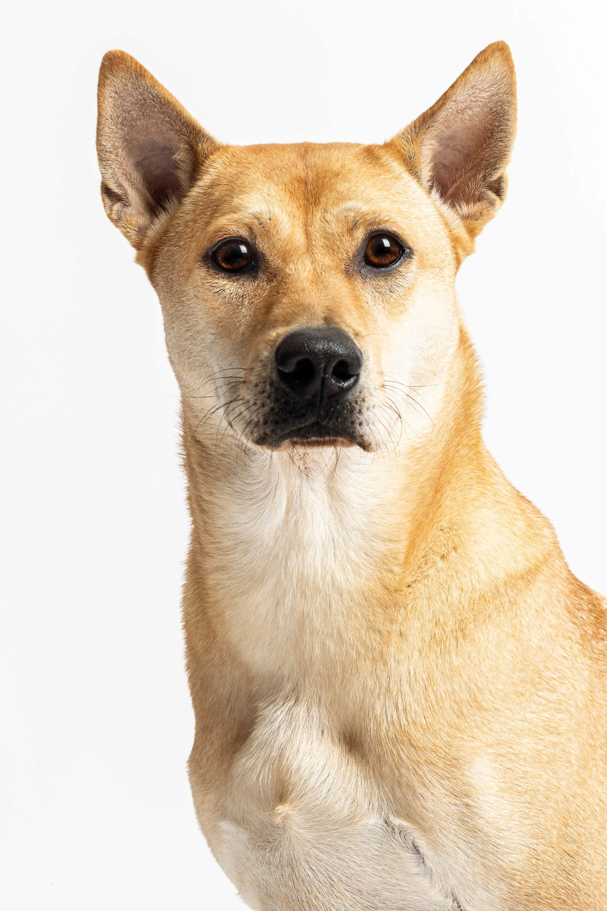 pet100.jpg