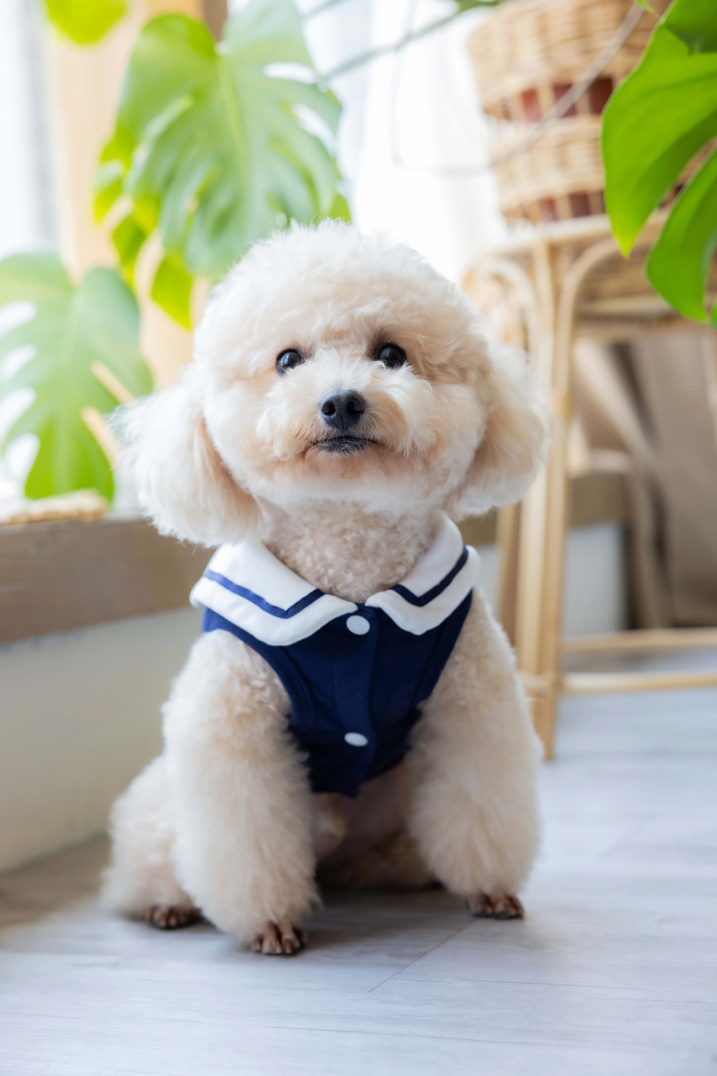 pet123.jpg