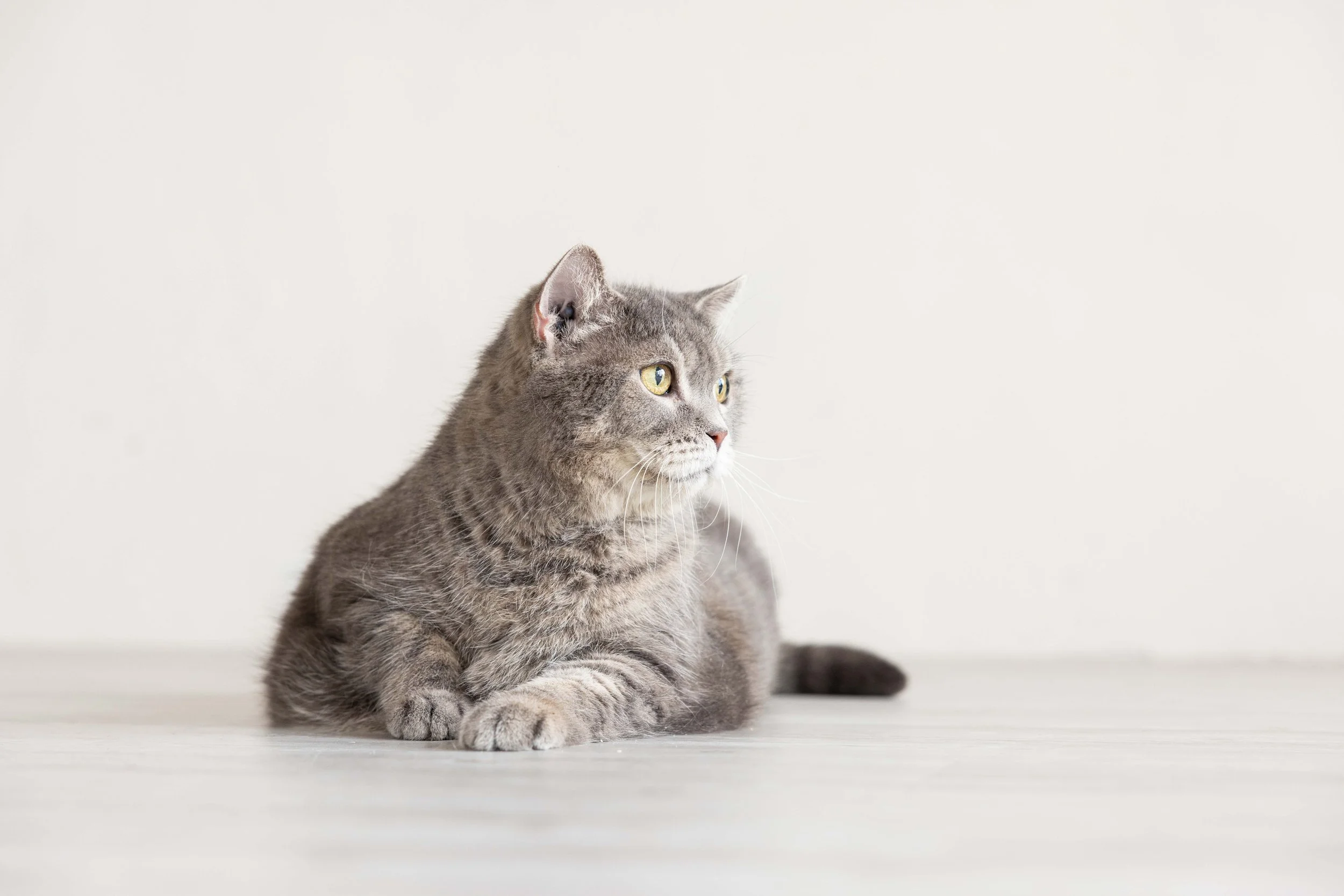 pet142.jpg