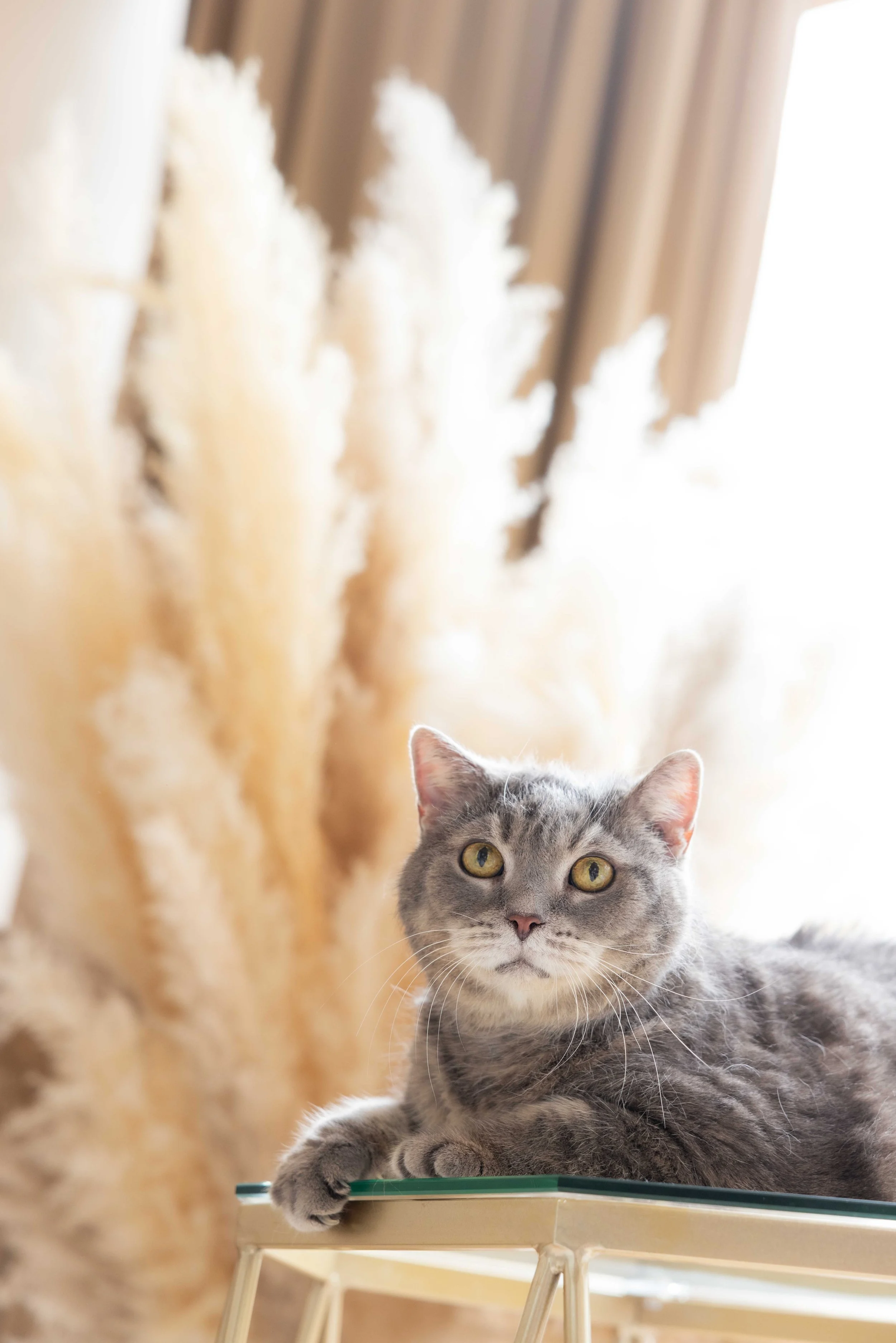 pet138.jpg