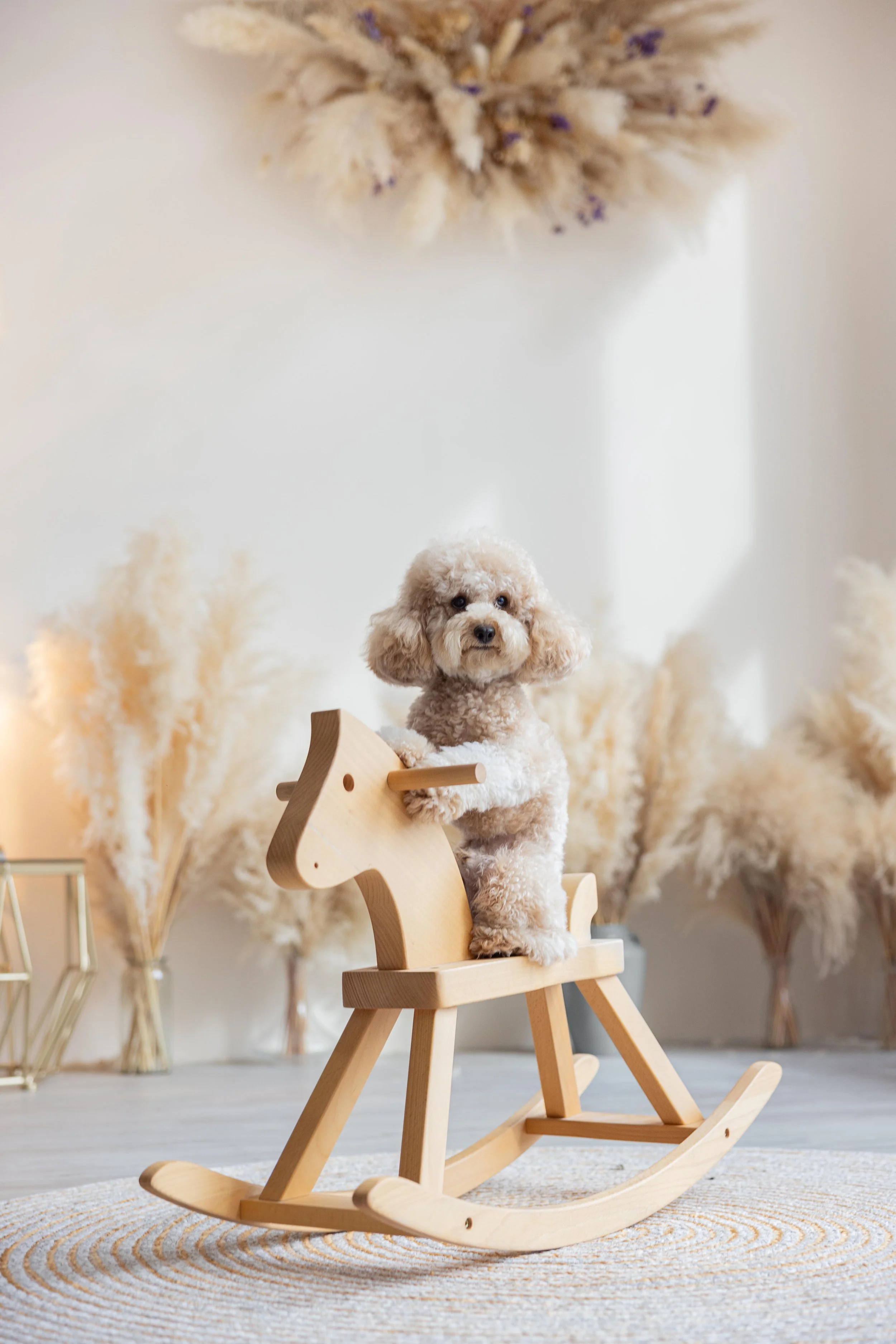 pets203.jpg