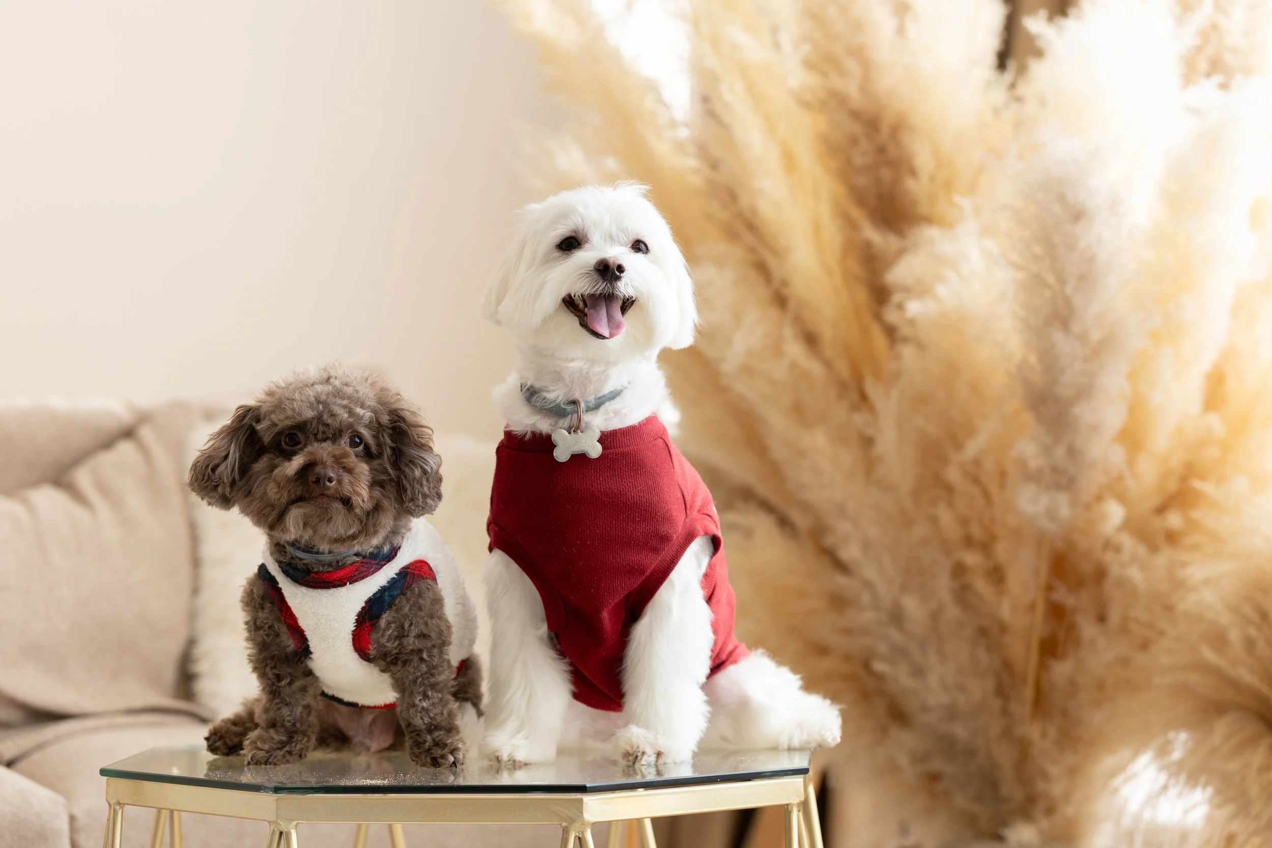 pets200.jpg