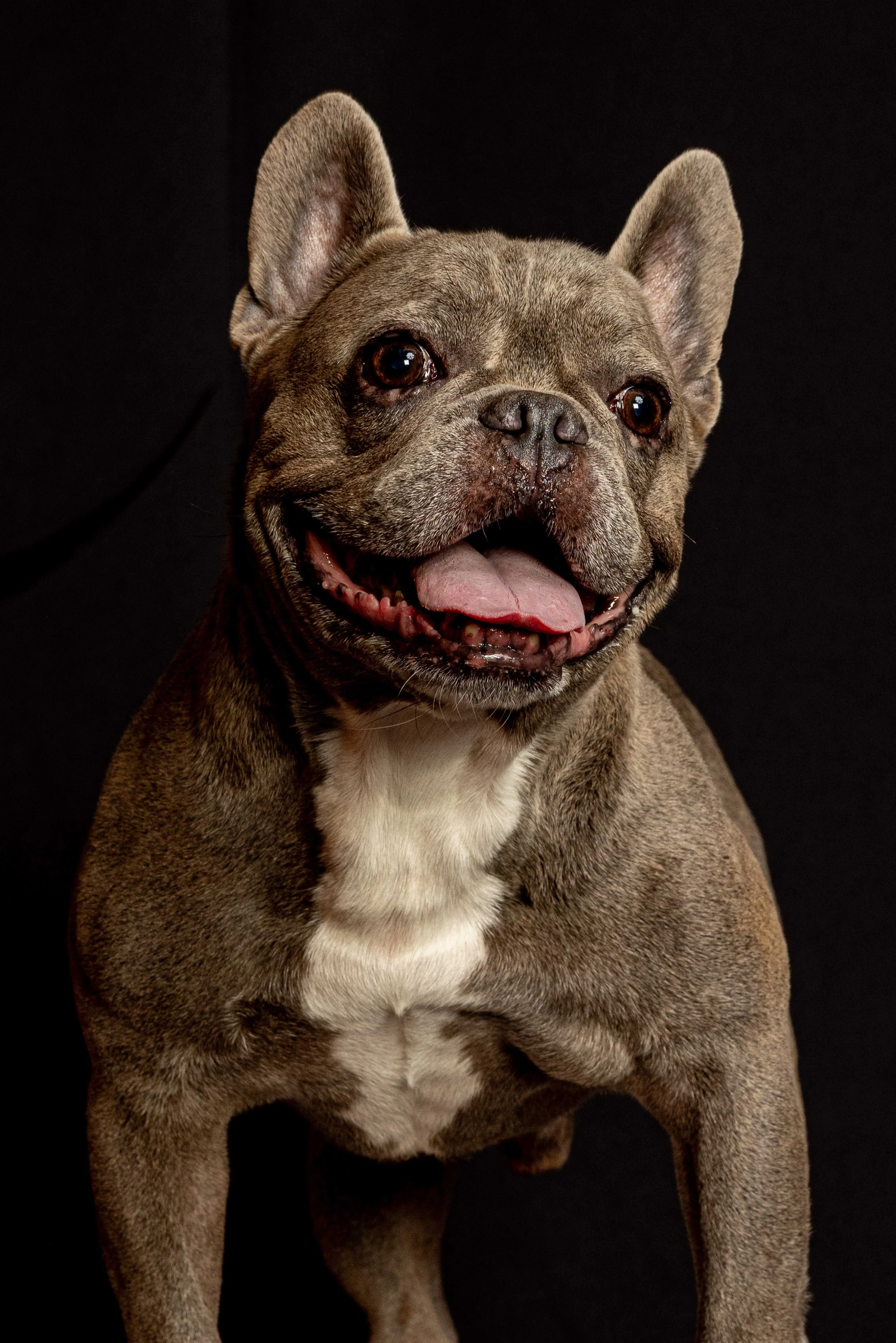 pets216.jpg
