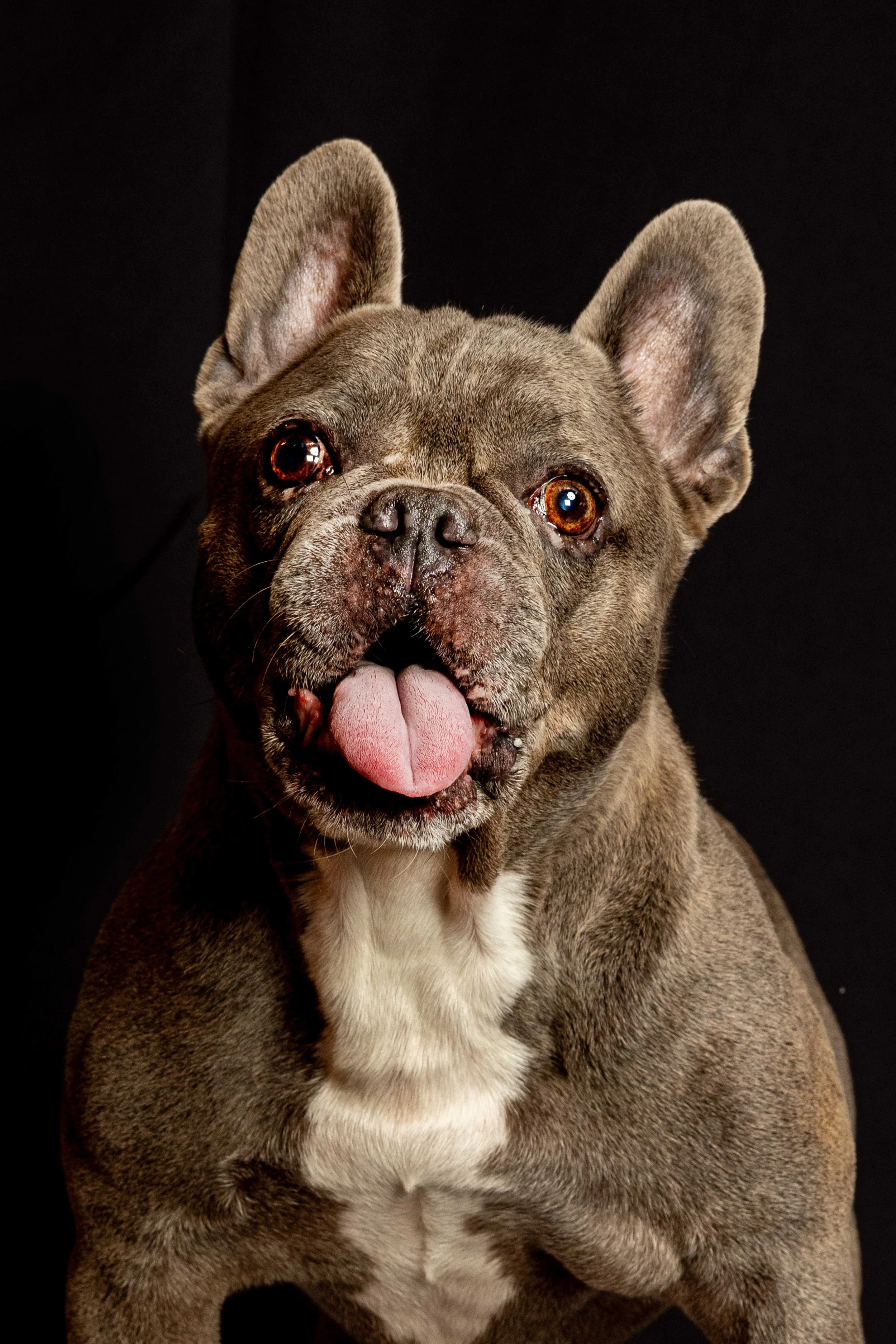pets217.jpg