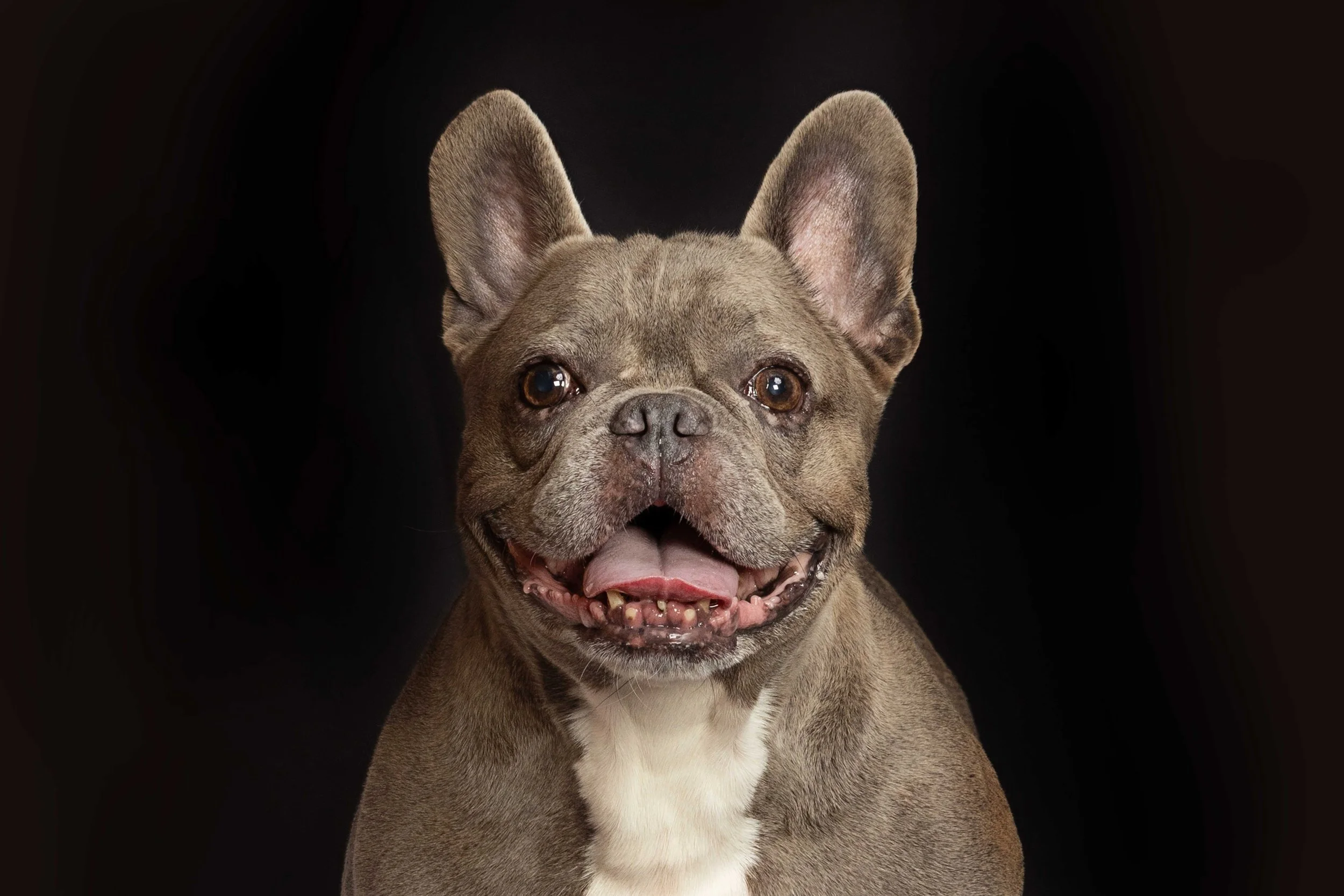 pets218.jpg