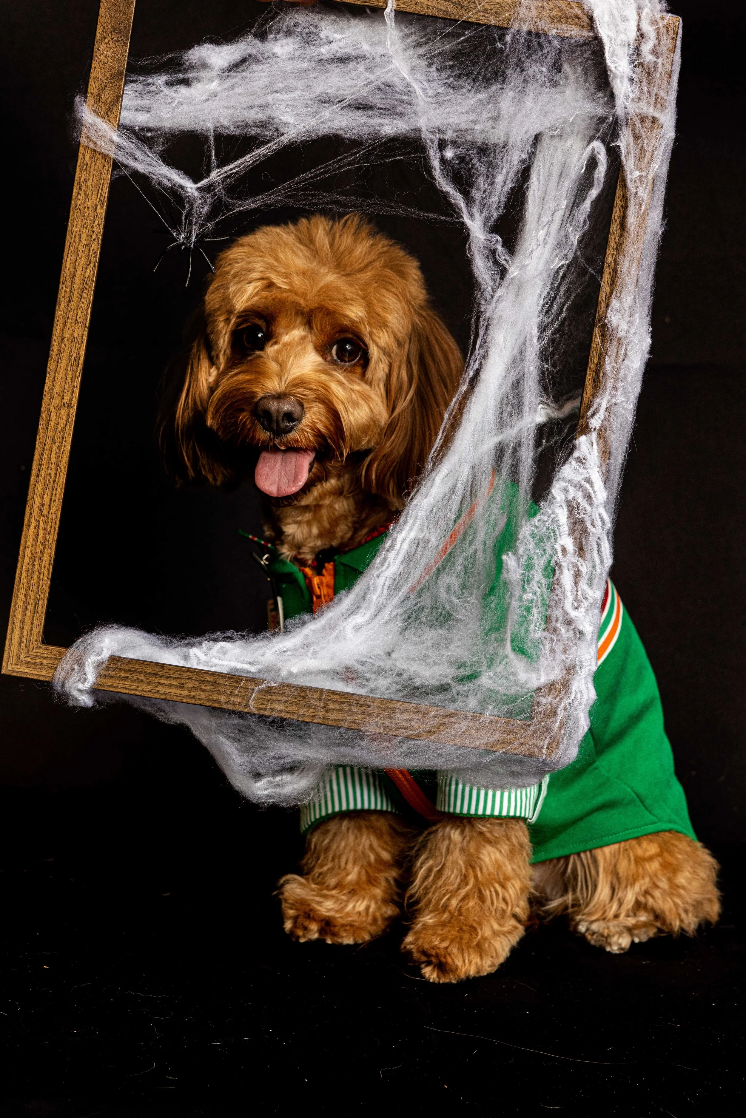 pets215.jpg
